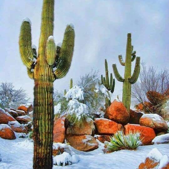 Photo by Mitchell P Deusterman  |  Snow Fall in the 
Arizona Desert .