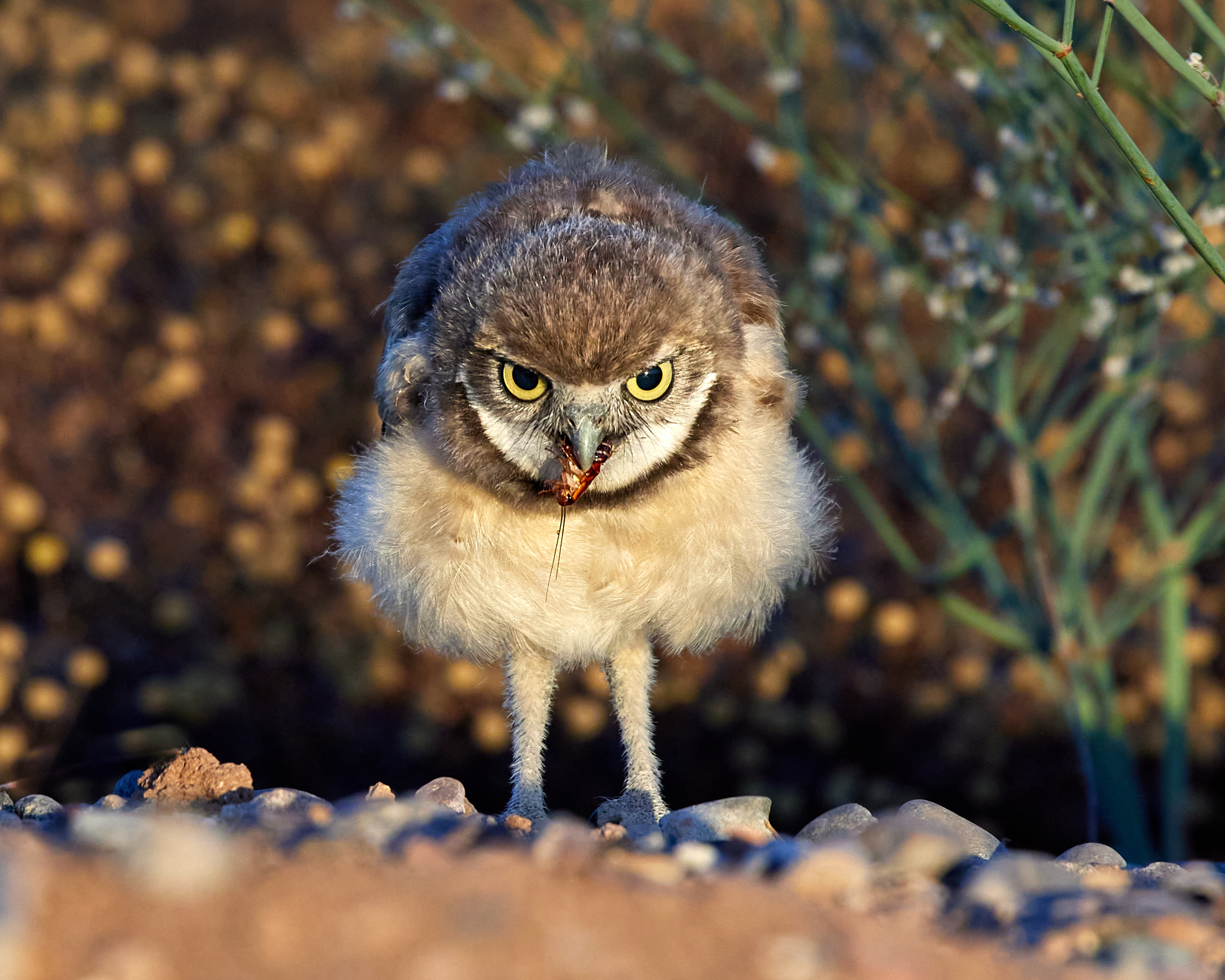 Photo by Tom Mangelsdorf  |  Burrowing Owl owlet with a bug for breakfast
