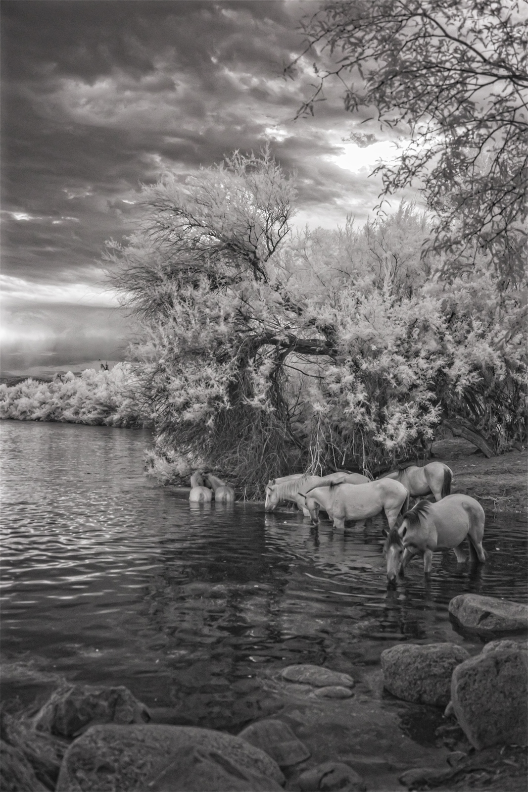 Photo by Kenneth Wayne Don  |  Wild Horses on the Salt River