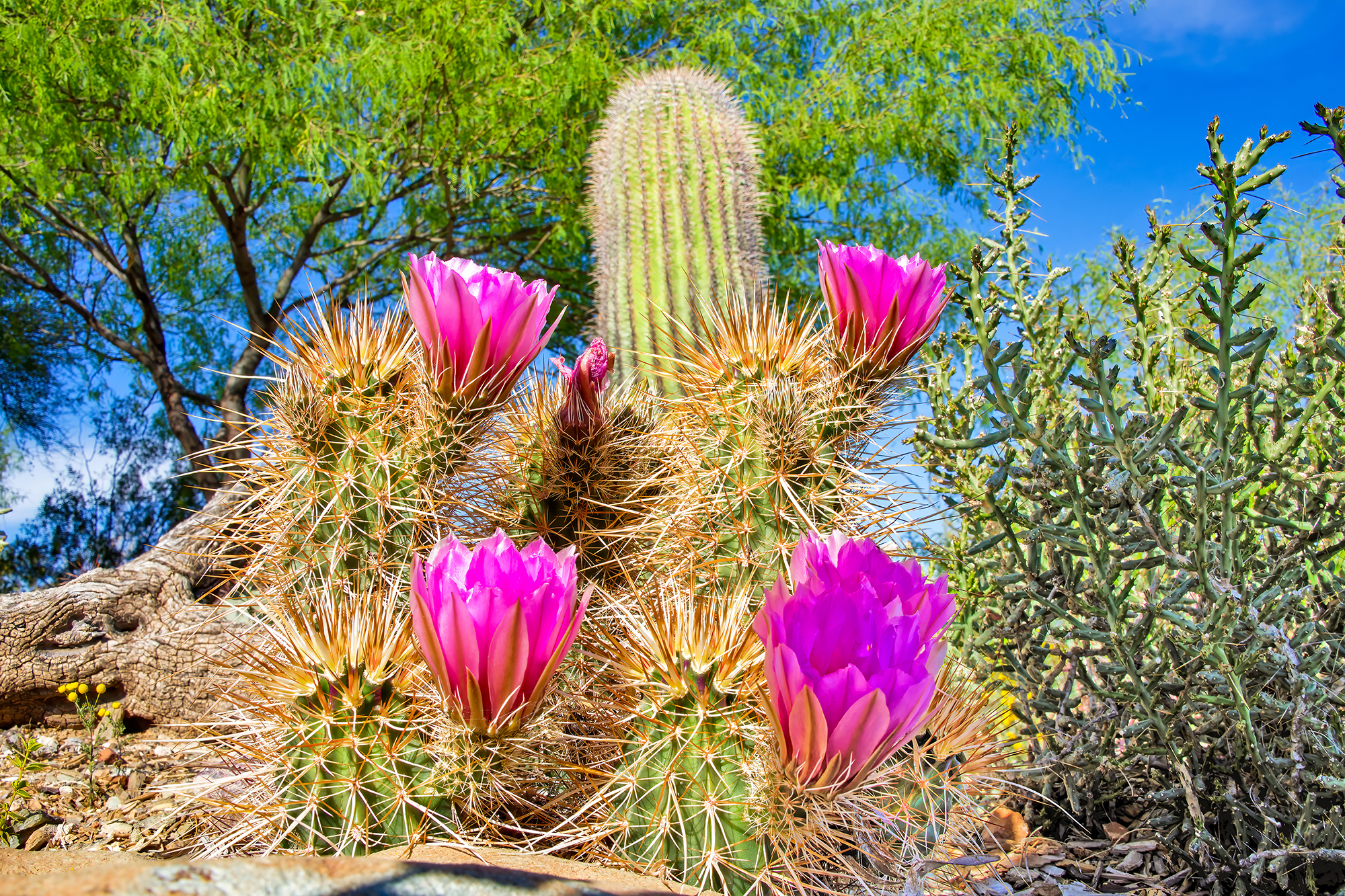 Photo by Harry Dennis Taylor Jr  |  Excerpt from a hike at the Cave Creek Park