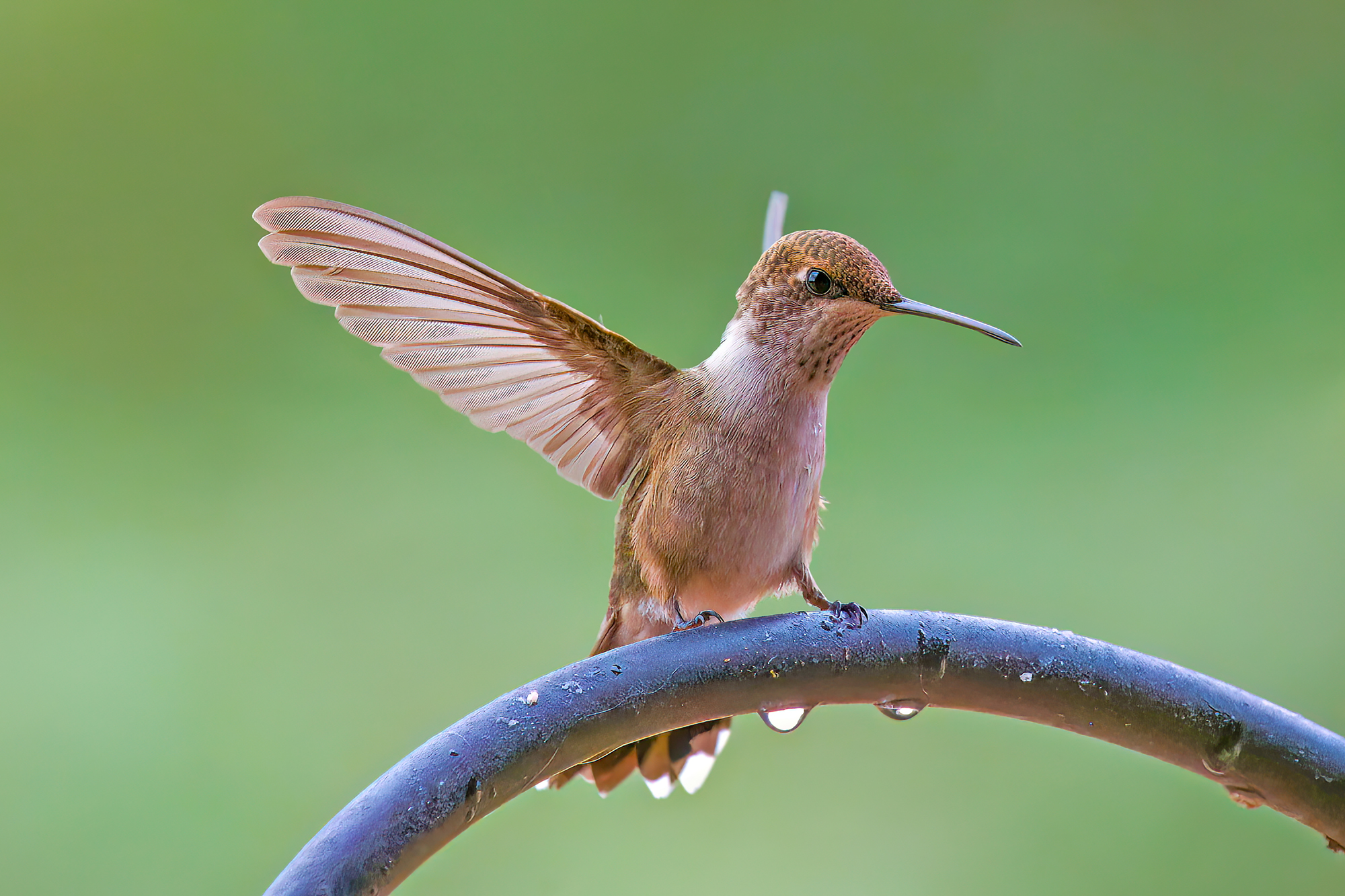 Photo by Harry Dennis Taylor Jr  |  Local hummingbird photographed in our backyard area on a rainy day.