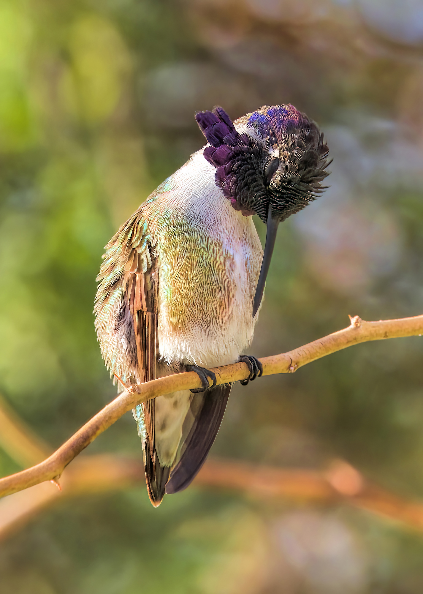 Photo by Harry Dennis Taylor Jr  |  "Head Bowed in Hummingbird Prayer" - Local hummingbird photographed in our backyard area on a rainy day.