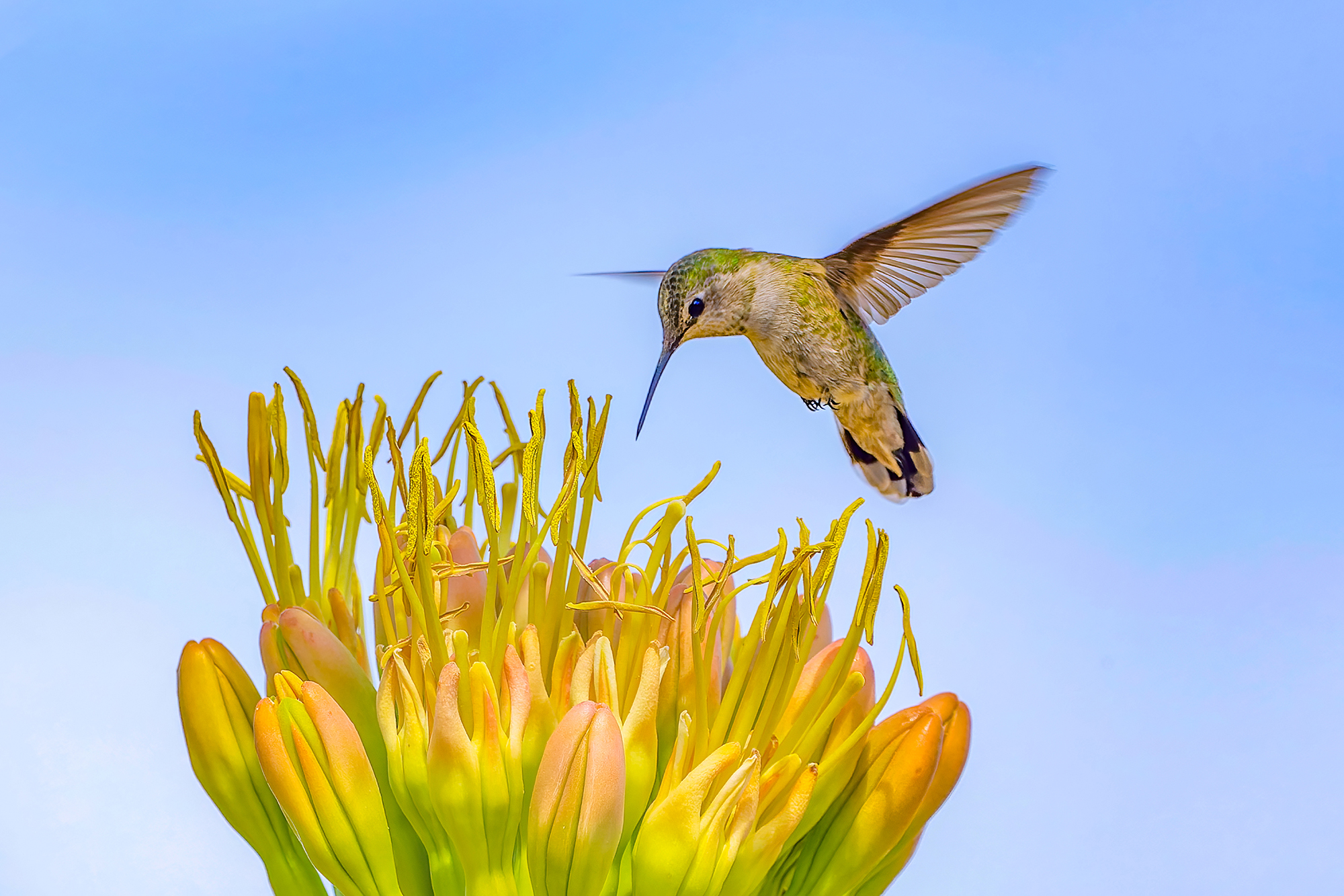 Photo by Harry Dennis Taylor Jr  |  Hummingbird vising a Century Plant at the Cave Creek Park