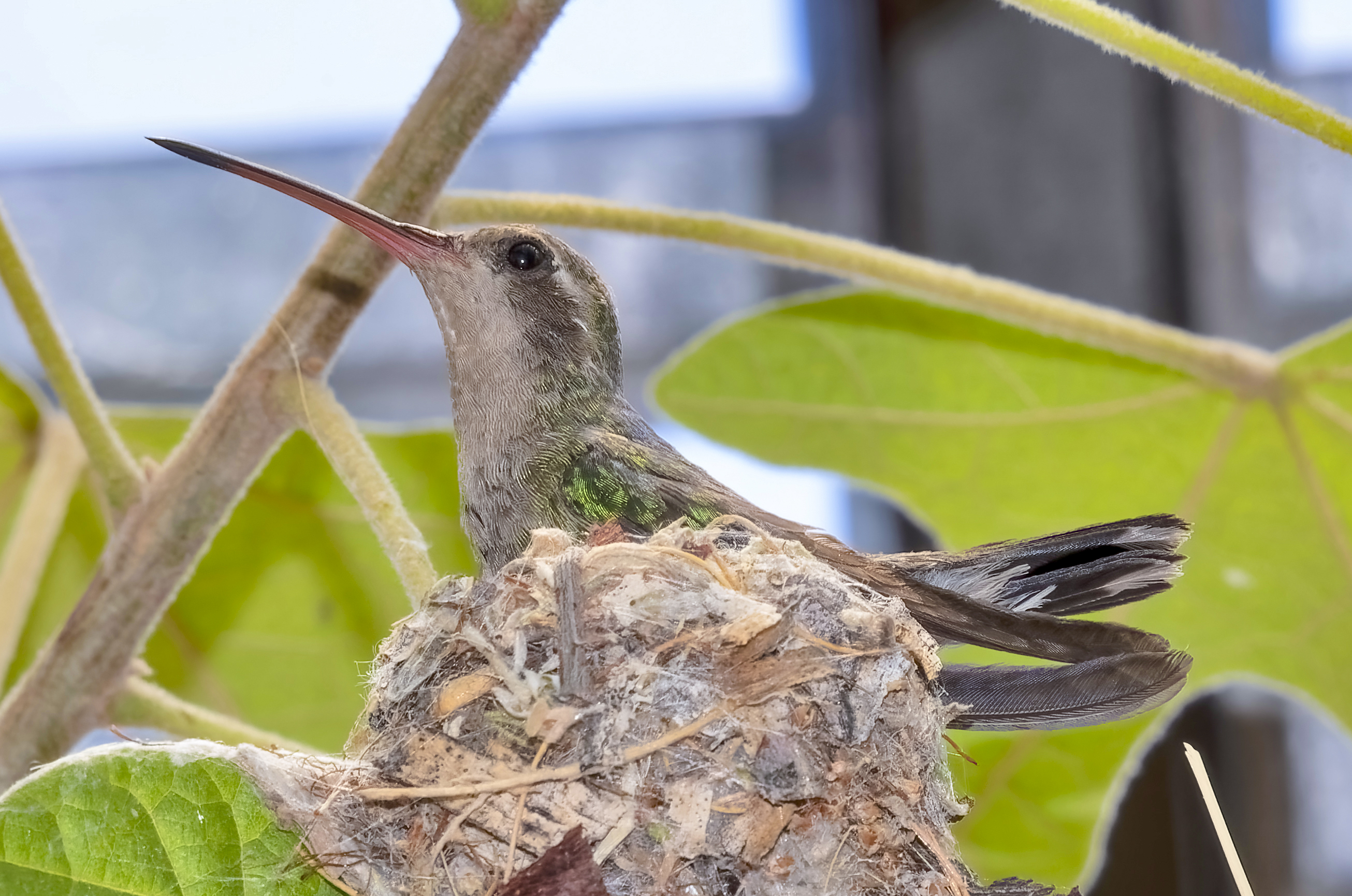 Photo by Harry Dennis Taylor Jr  |  Mama Hummingbird on Nest at Tohono Chul in Tucson, AZ.