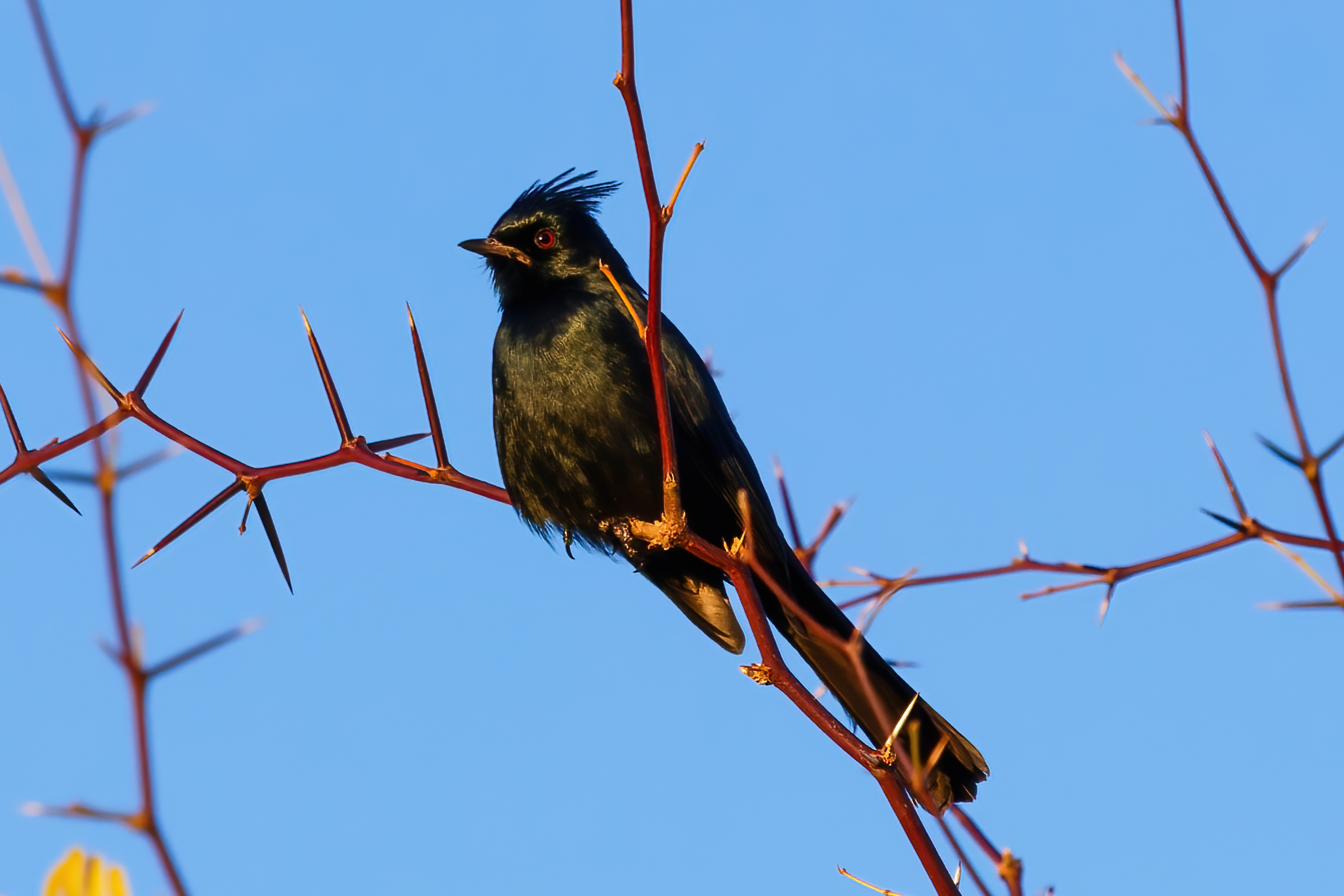 Photo by Harry Dennis Taylor Jr  |  Phainopepla in a Palo Verde tree in our back yard.