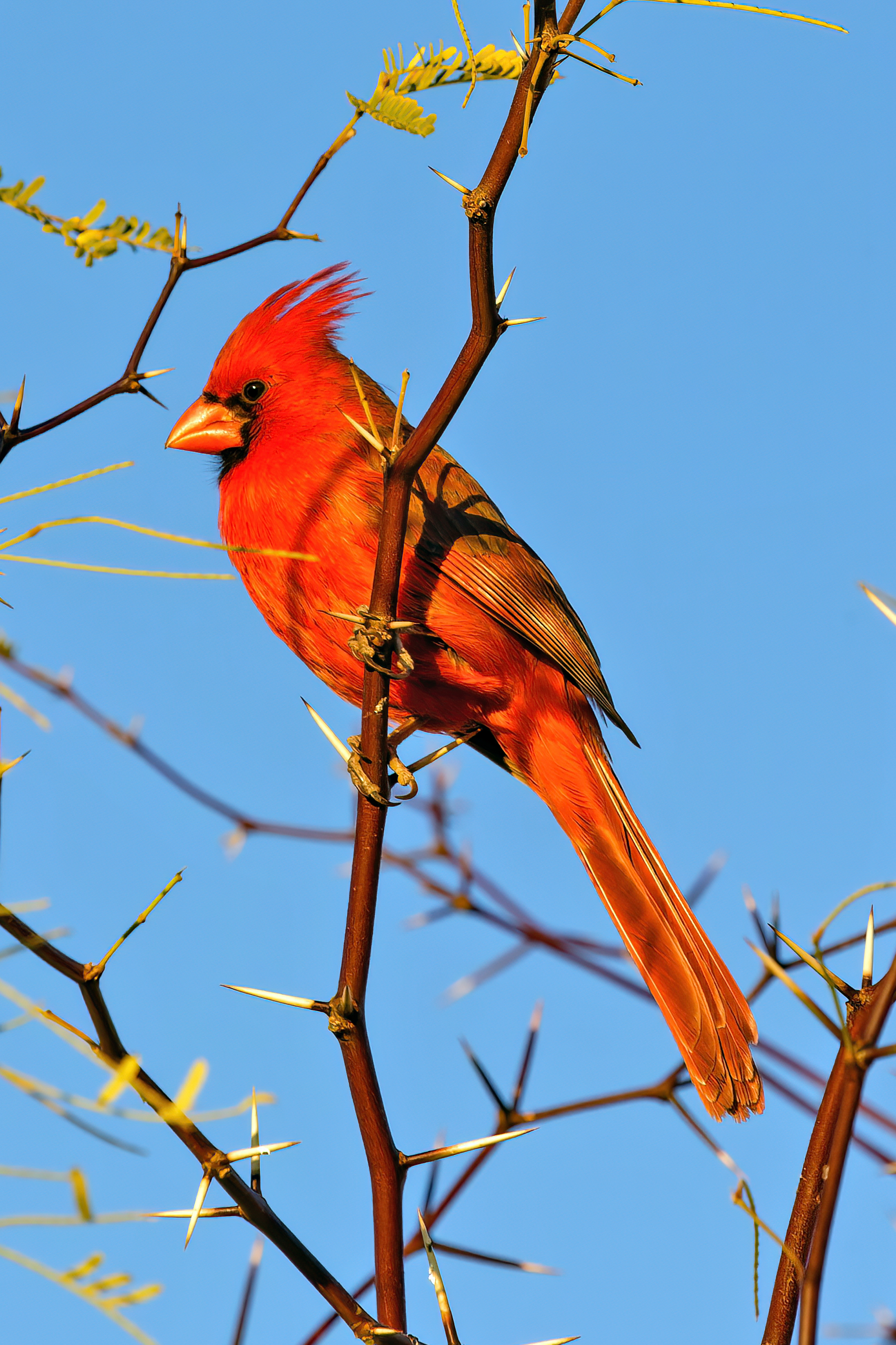 Photo by Harry Dennis Taylor Jr  |  Cardinal in a Palo Verde Tree in our backyard.