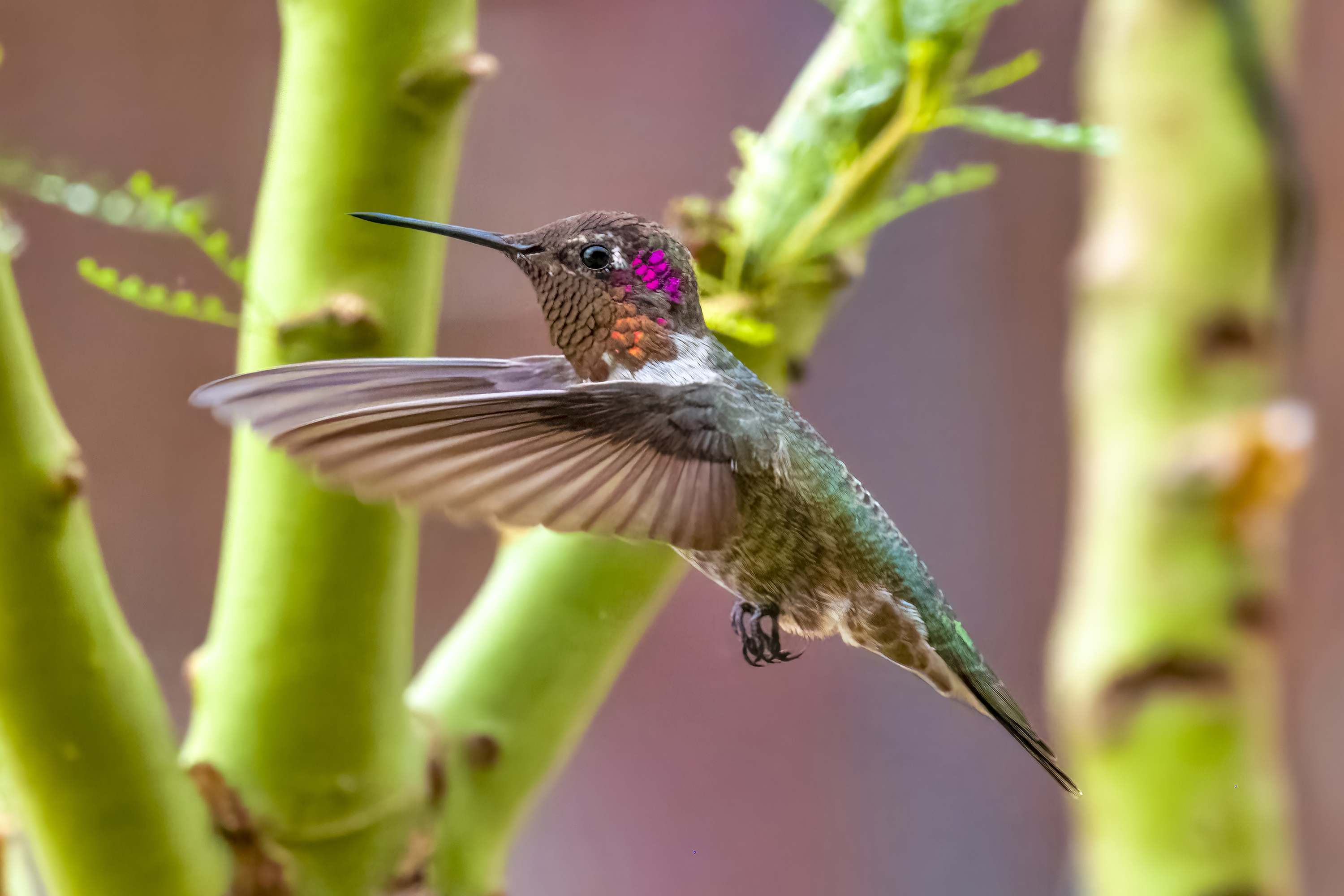 Photo by Harry Dennis Taylor Jr  |  Local hummingbird photographed in our backyard area on a rainy day.