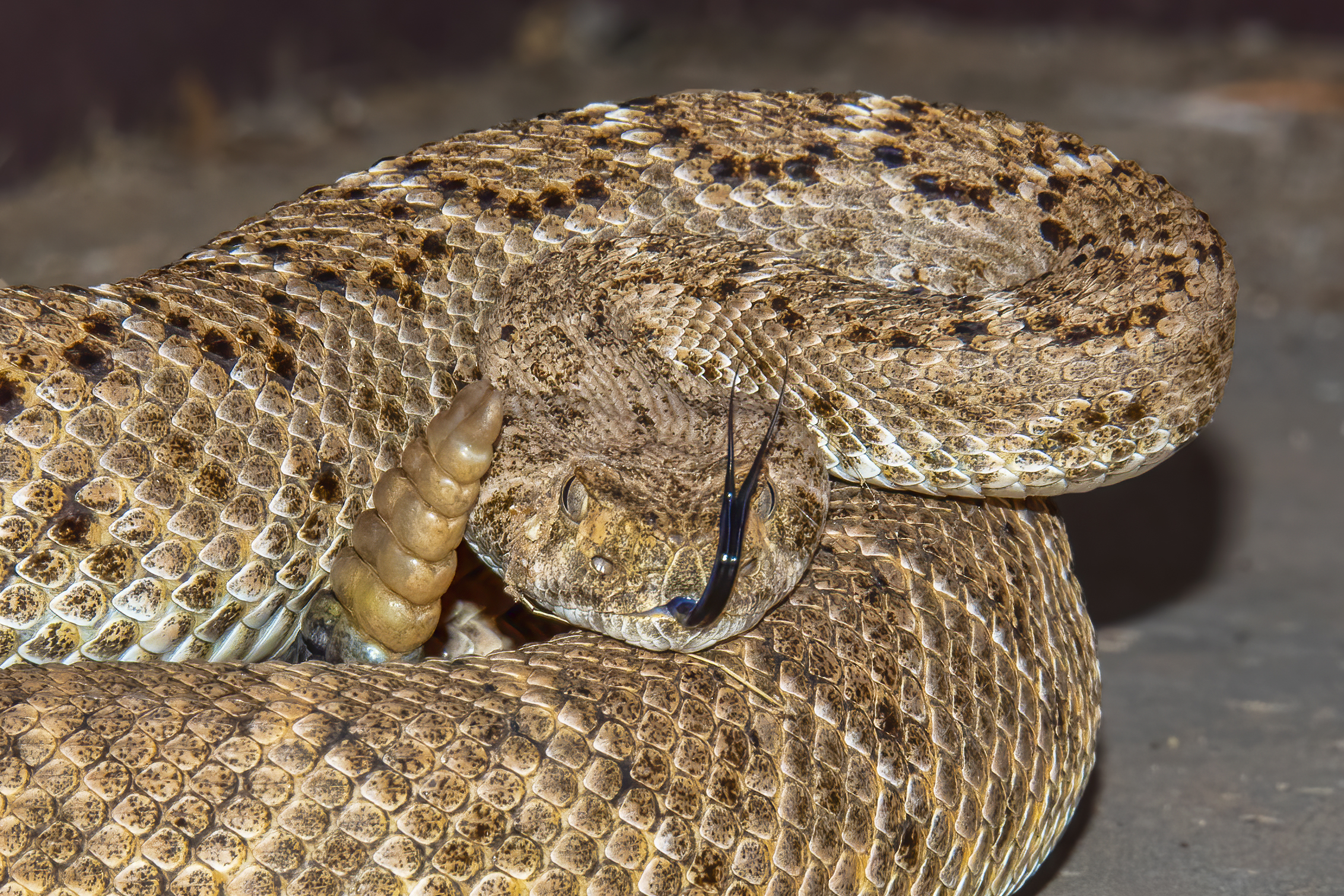 Photo by Harry Dennis Taylor Jr  |  Western Diamondback Rattlesnake on our front patio. 