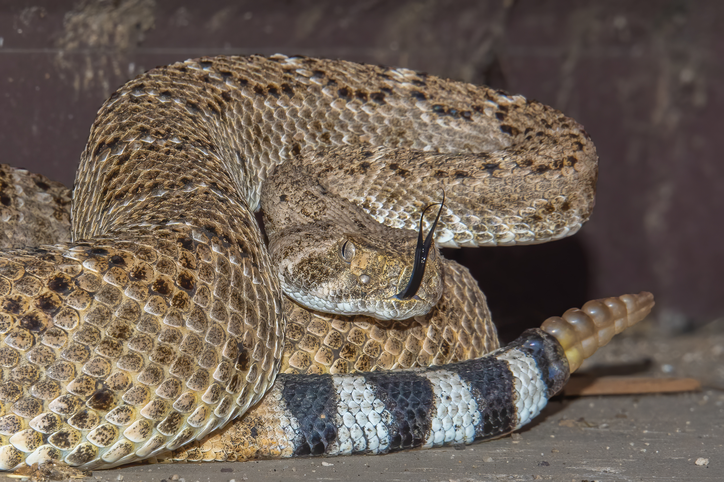 Photo by Harry Dennis Taylor Jr  |  Western Diamondback Rattlesnake on our front patio.