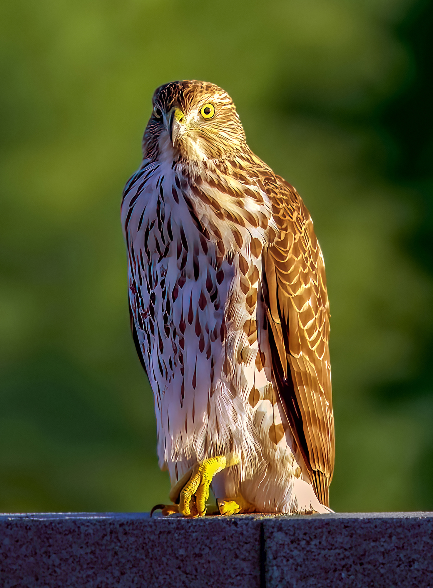 Photo by Harry Dennis Taylor Jr  |  Cooper's Hawk photographed on our property in the Desert Hills area.