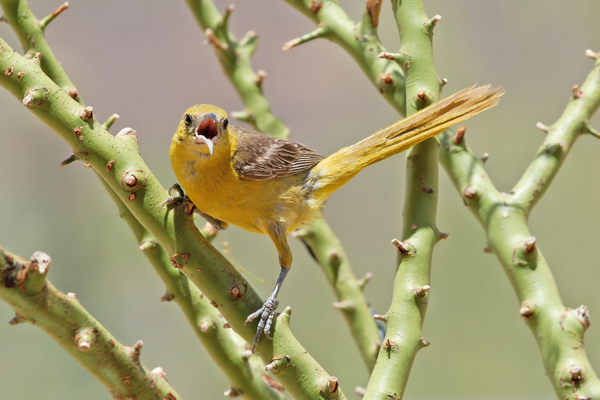 Photo by Harry Dennis Taylor Jr  |  Female Oriole on a Palo Verde tree branch in our back yard.