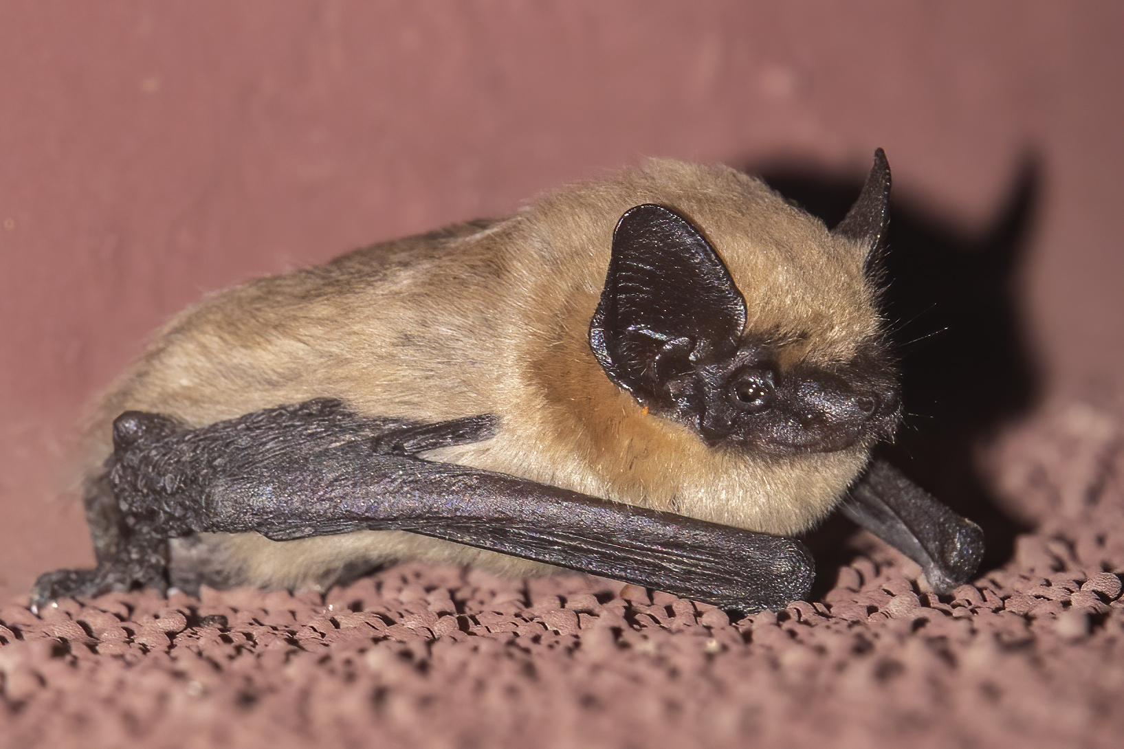 Photo by Harry Dennis Taylor Jr  |  Bat attached to the outside wall of our house.