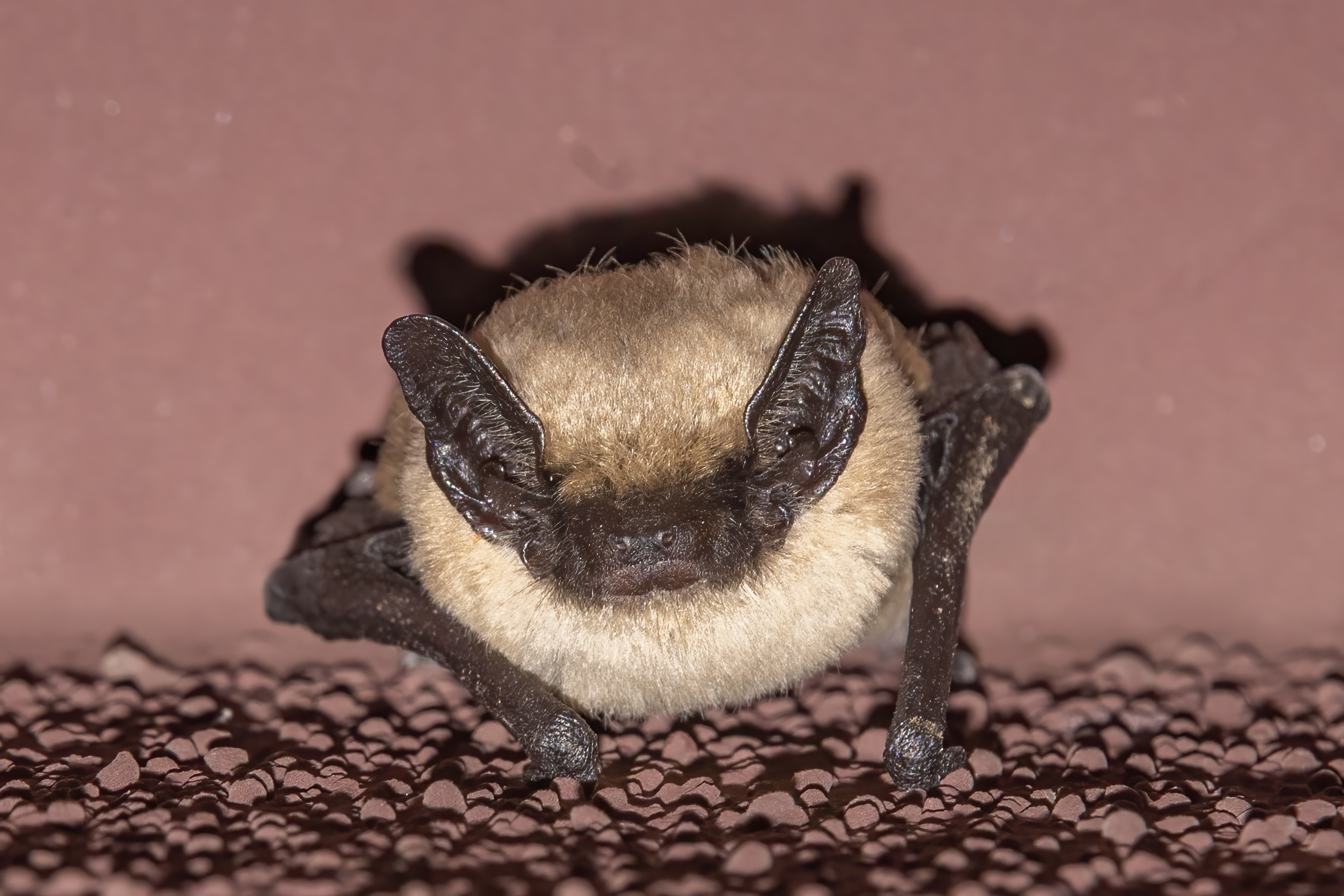 Photo by Harry Dennis Taylor Jr  |  Bat on the outside of our house.