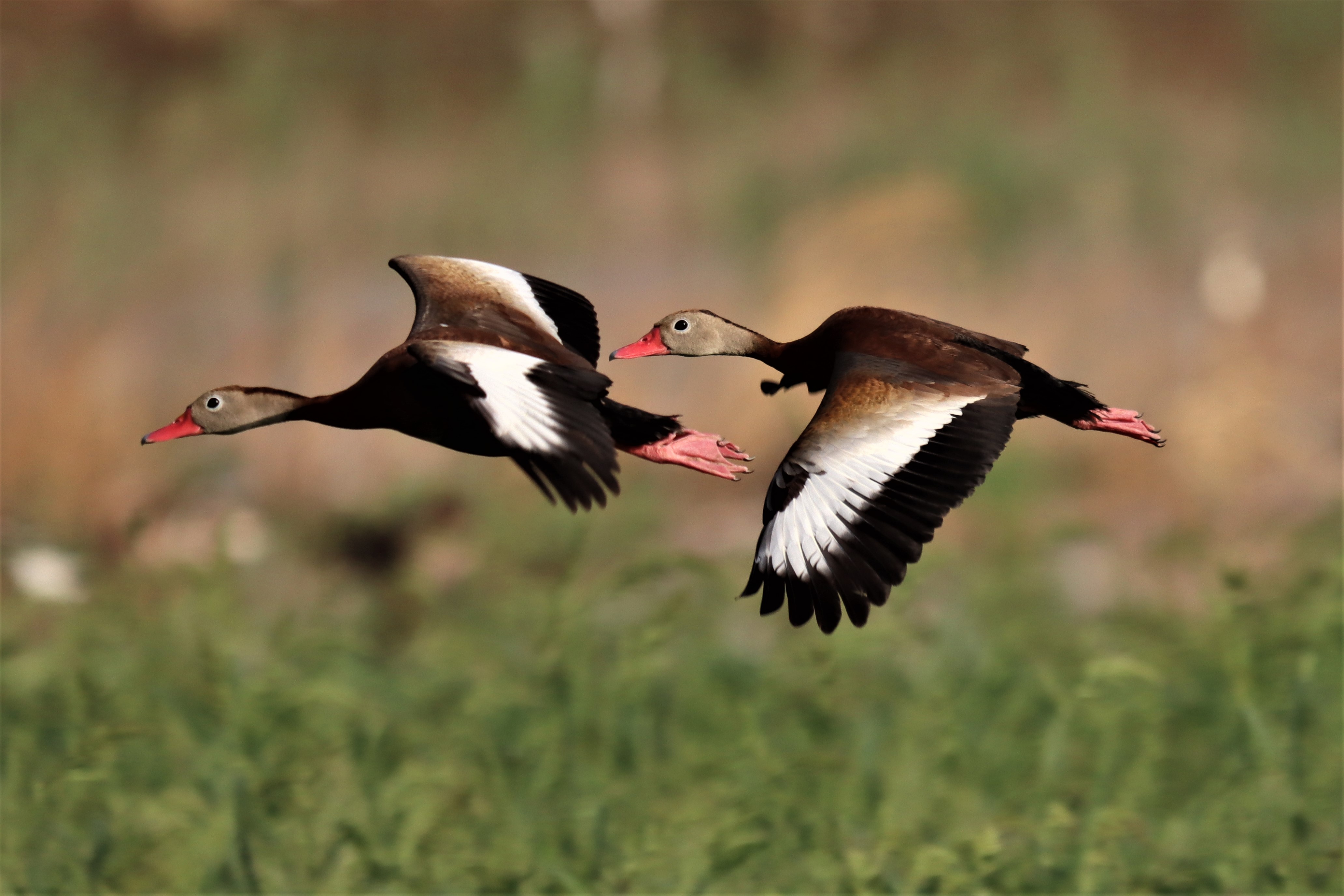 Photo by Buddy Walker  |  Black-bellied Whistling-Duck stop over at recharge ponds, in flight continuing migration