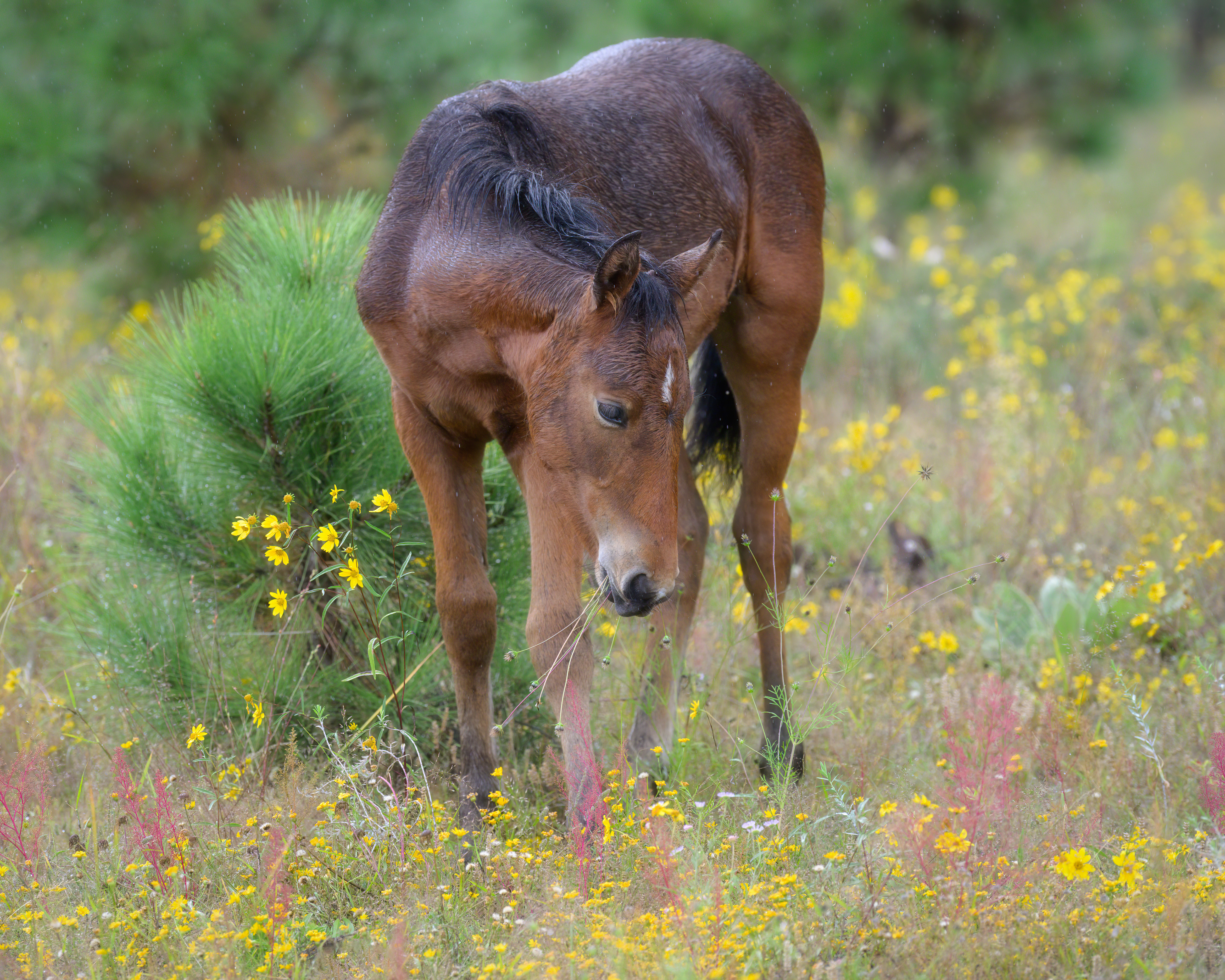 Photo by Lisa Manifold  |  Jewel Amongst A Carpet of Wildflowers.   A foal with a wet monsoon coat looks down trying to decide whether to roll in or eat the flowers.  