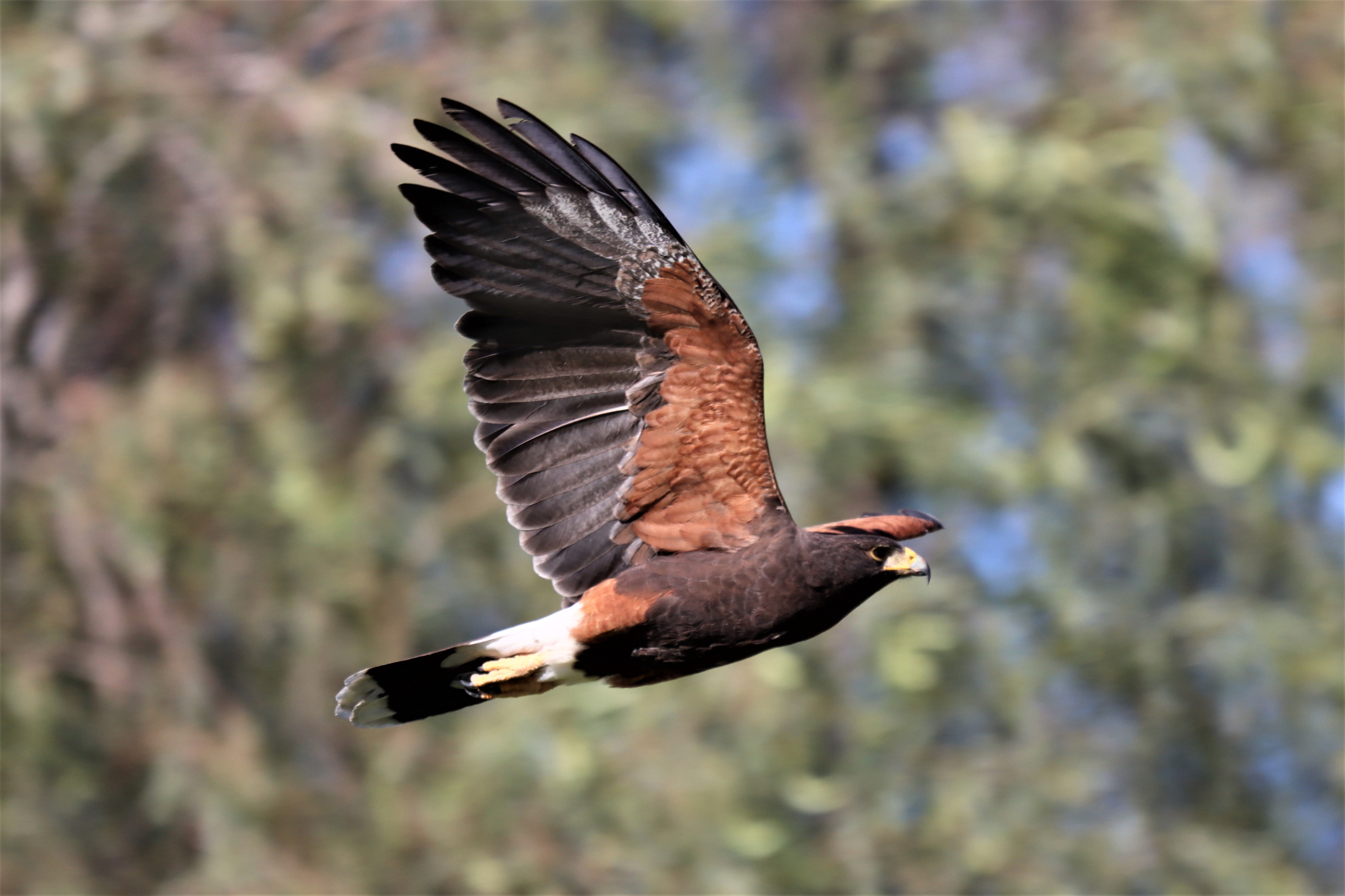 Photo by Buddy Walker  |  Harris's Hawk in route to nesting site.