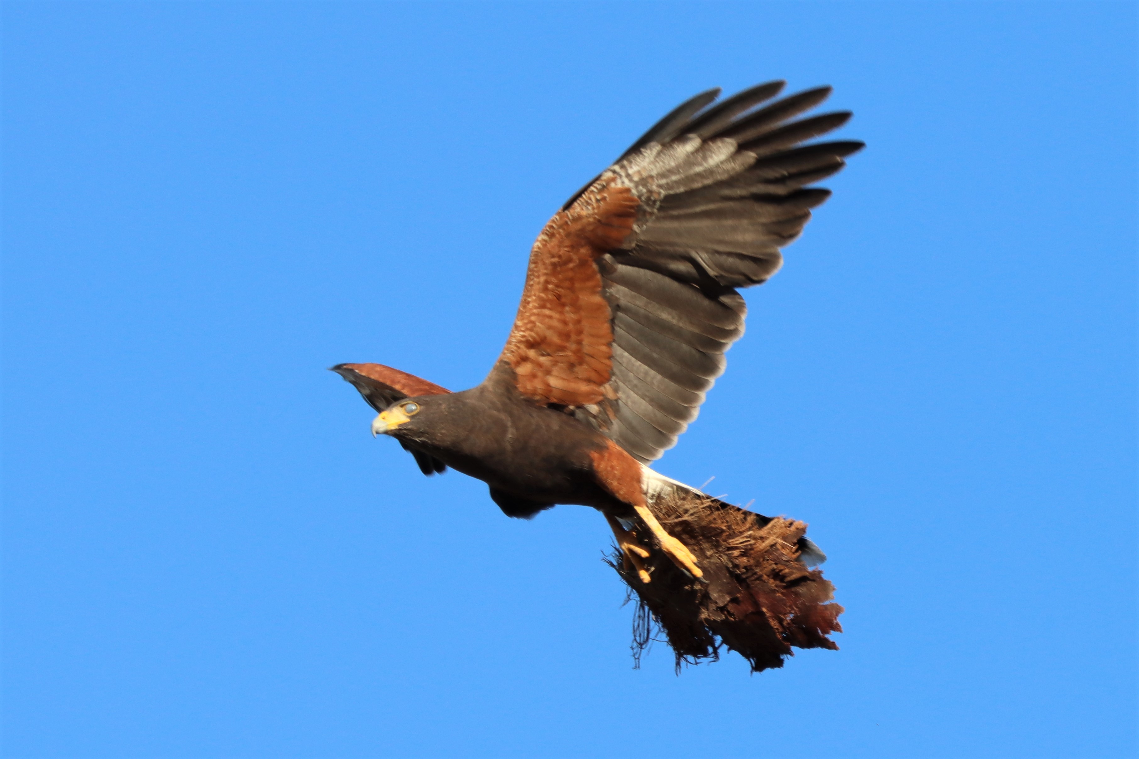 Photo by Buddy Walker  |  Harris's Hawk flying with nesting for nest