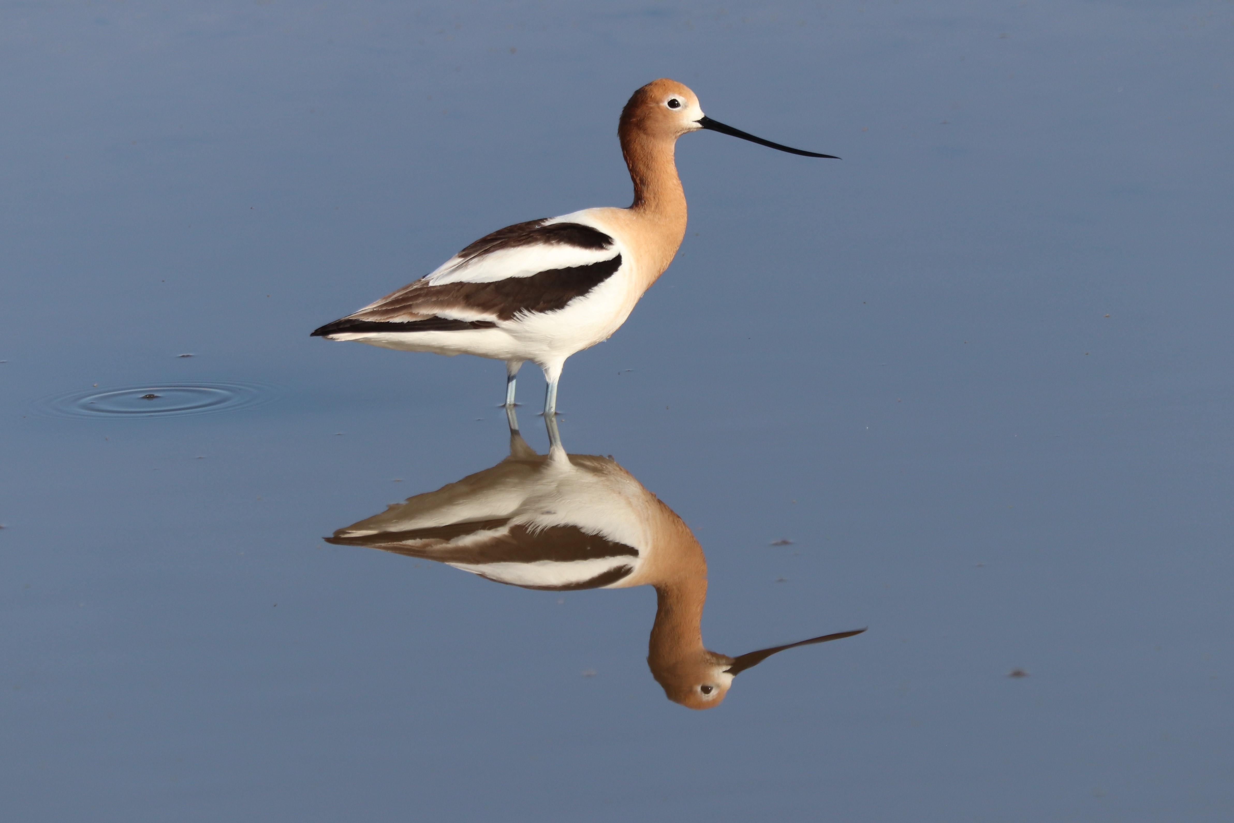 Photo by Buddy Walker  |  Avocet In Breeding Condition, note Rusty Colored Head , "Reflections Series"