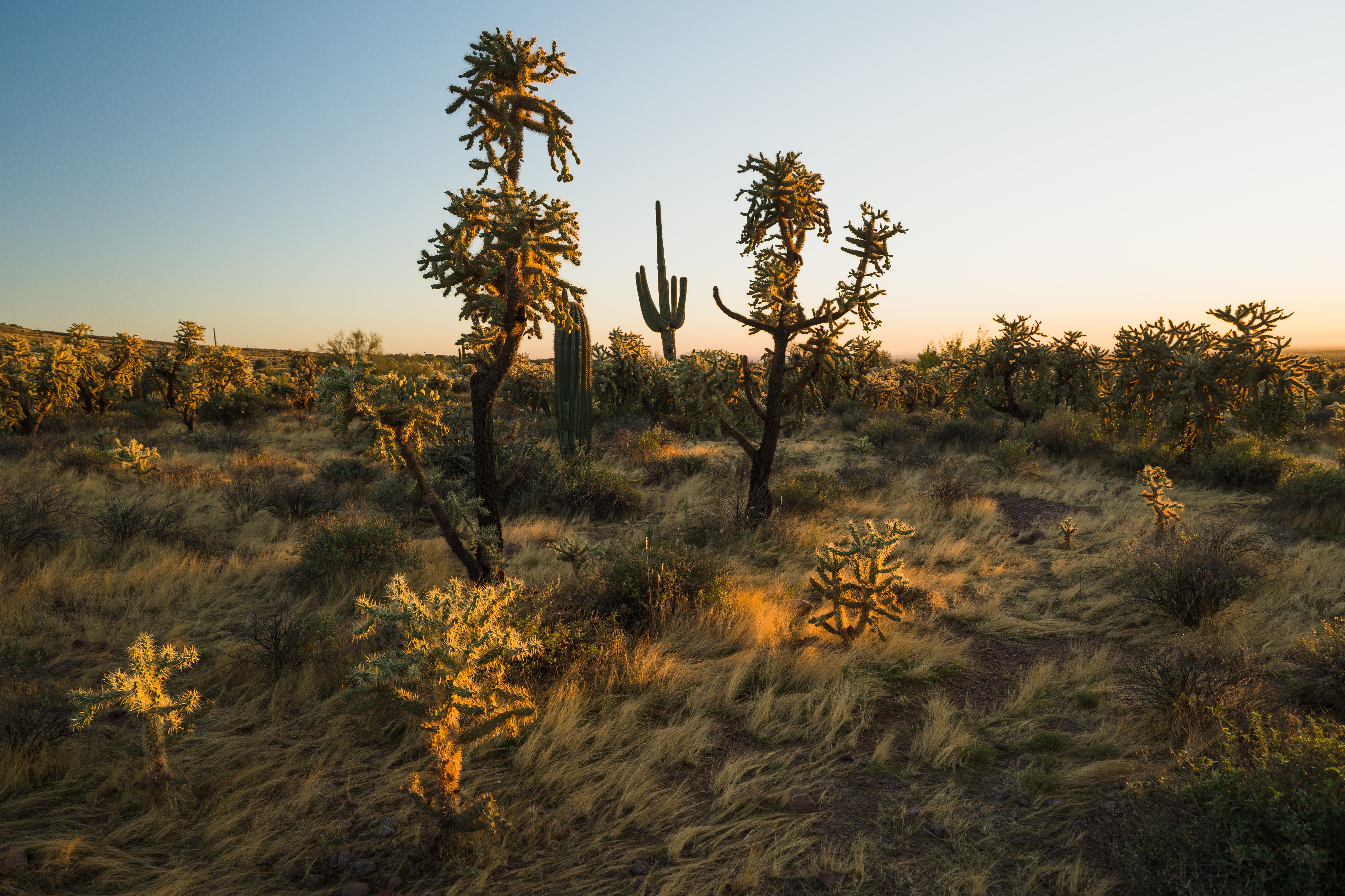 Photo by Riley Bregar  |  The setting sun's golden glow illuminates recognizable flora of the Sonoran Desert.