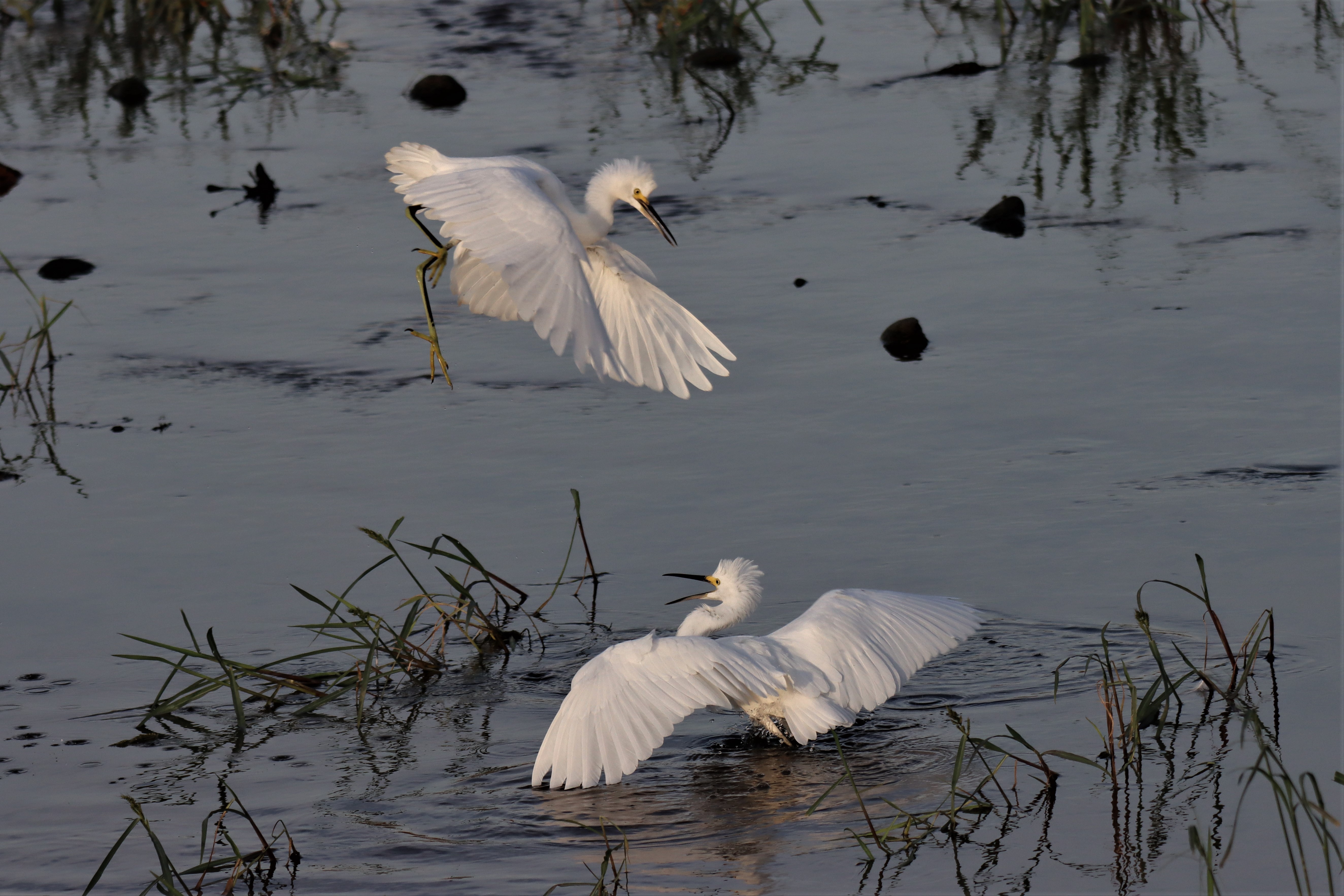 Photo by Buddy Walker  |  Snowy Egret Protecting Morning Hunting Site