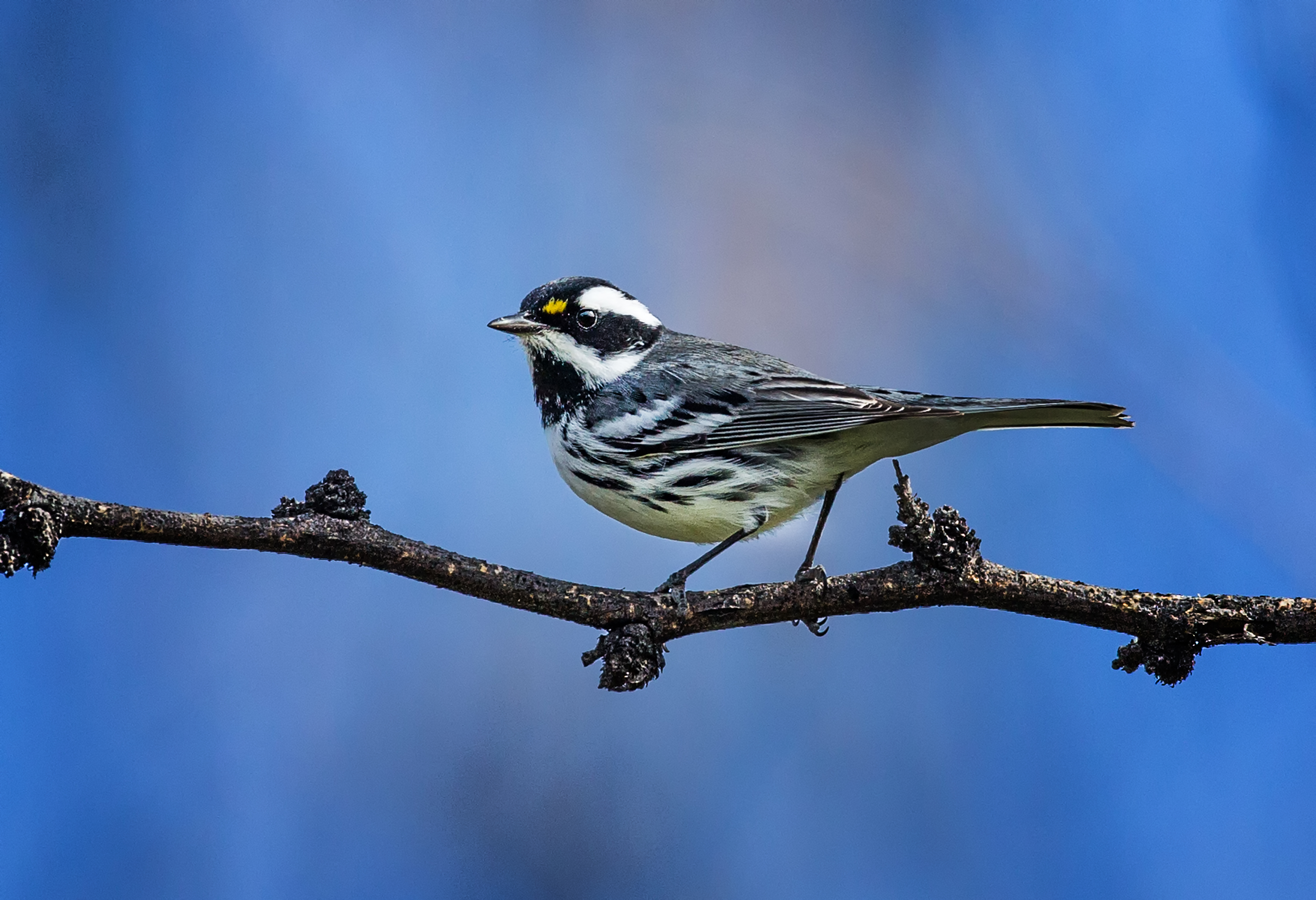 Photo by Bruce C Turnbull  |  Black-throated Gray Warbler