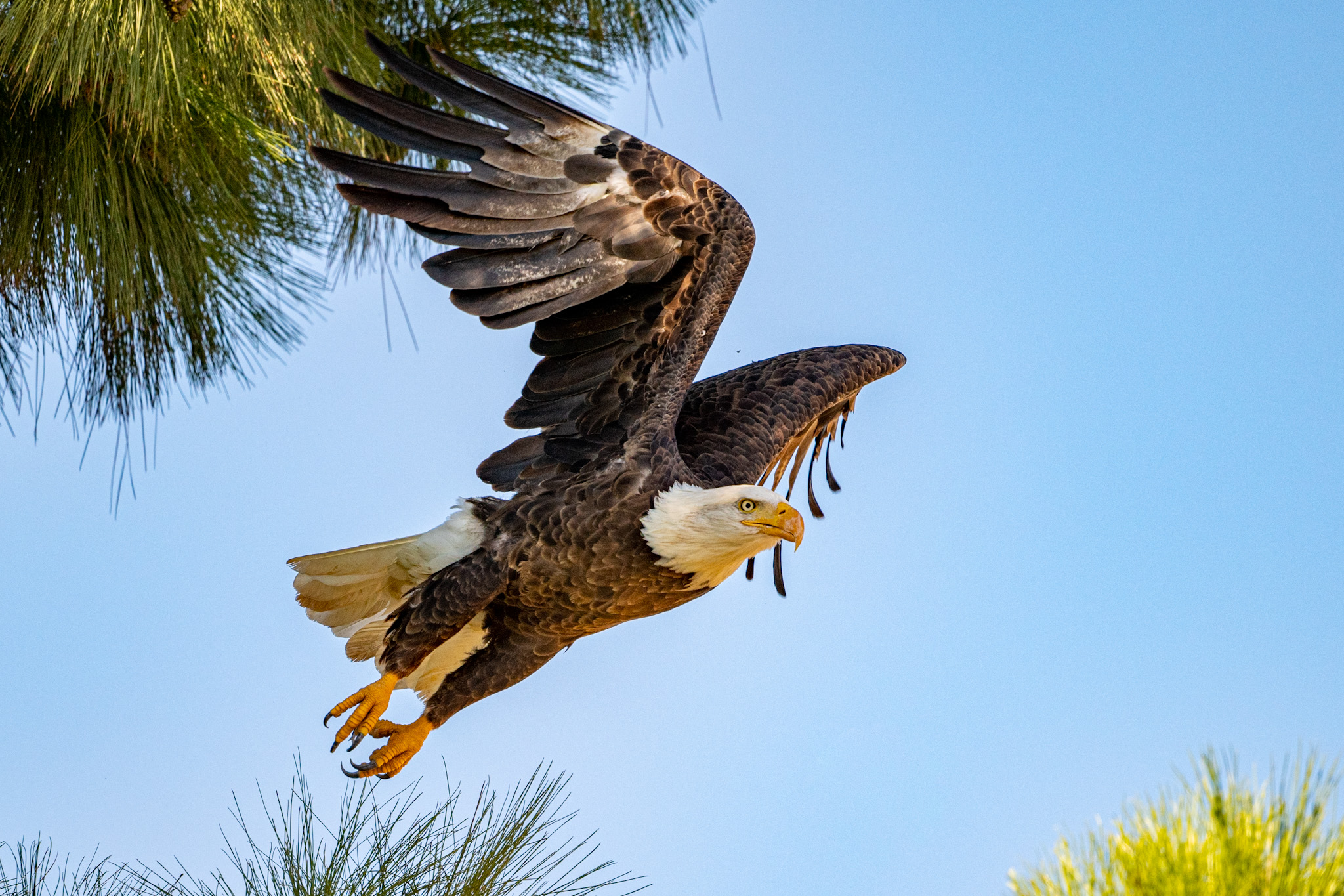 Photo by Douglas Coxon  |  A Bald Eagle takes to the skies from it’s pine tree perch