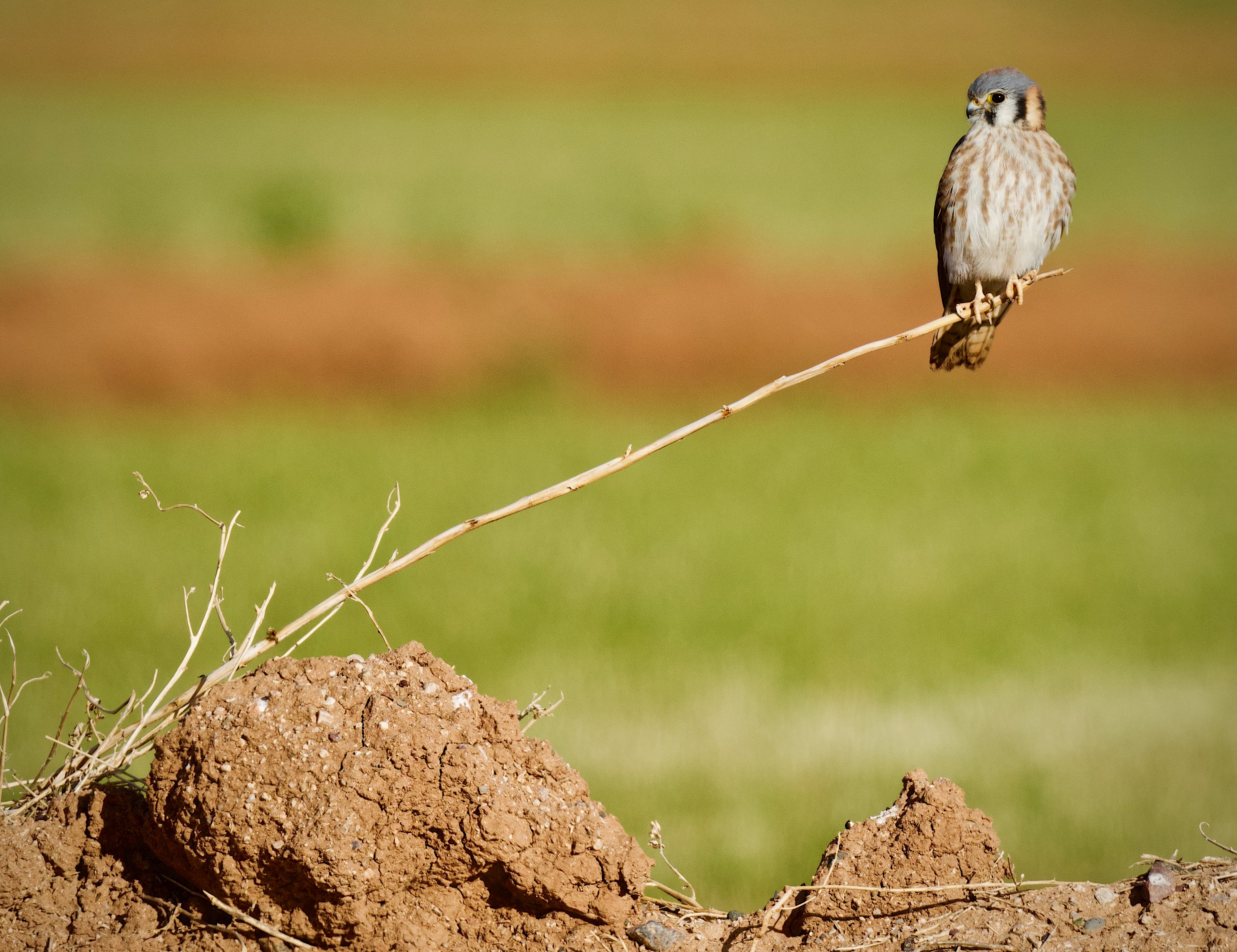 Photo by Mark Koster  |  I spotted this CUTE female American Kestrel on this UNIQUE perch ! I SLOWLY approached her so I could capture her posing  !