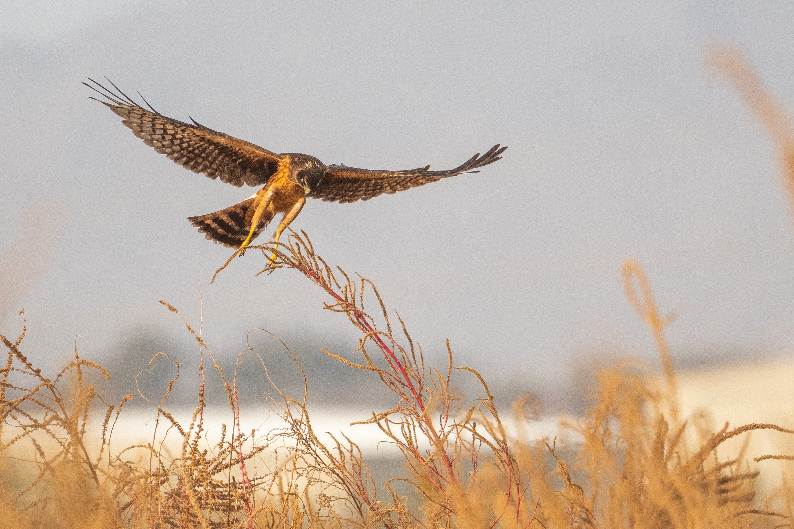 Photo by Douglas Coxon   |  A female Northern Harrier about ready to strike at her breakfast.