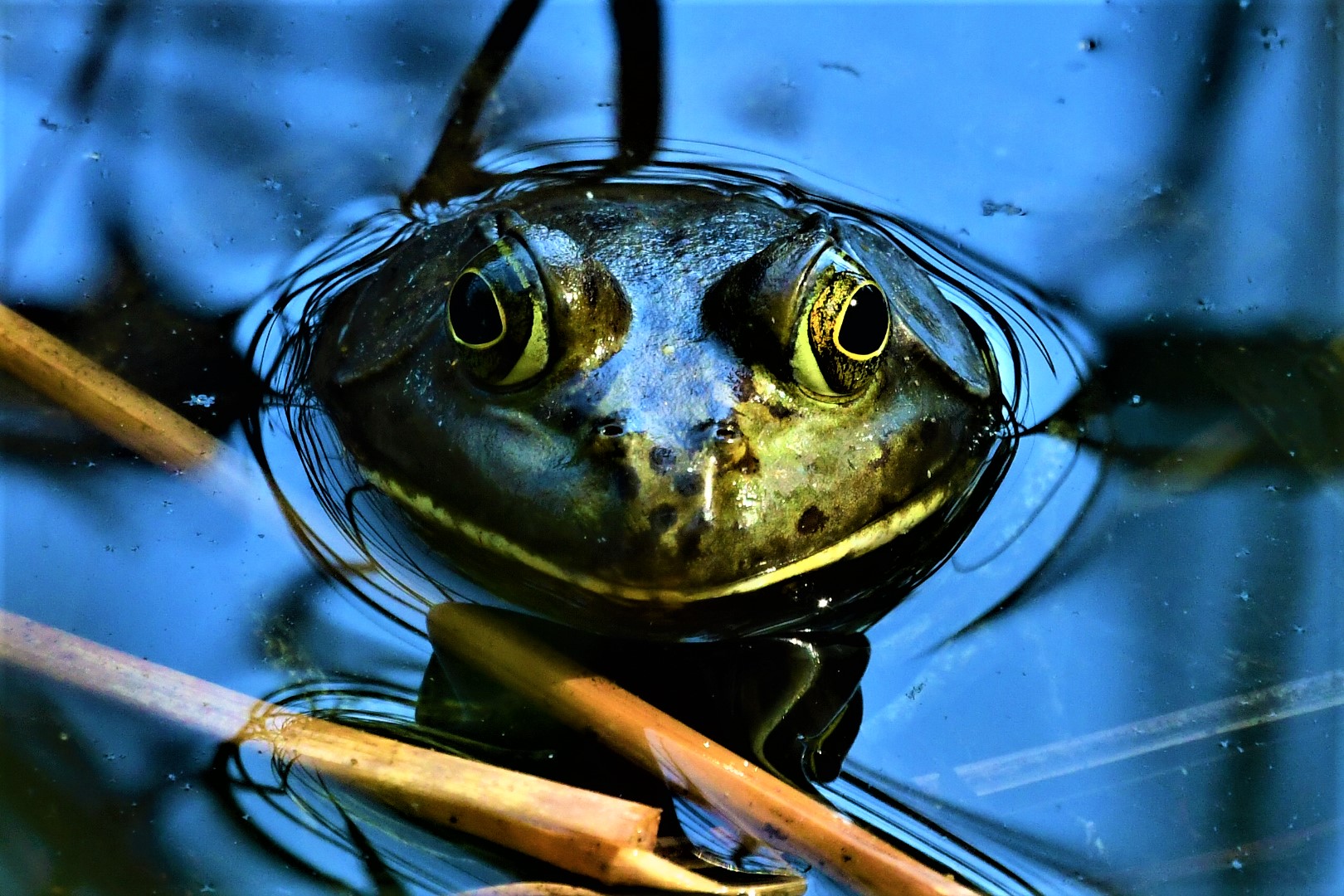 Photo by 'Nature's Goggles'  |  Arizona Bullfrog