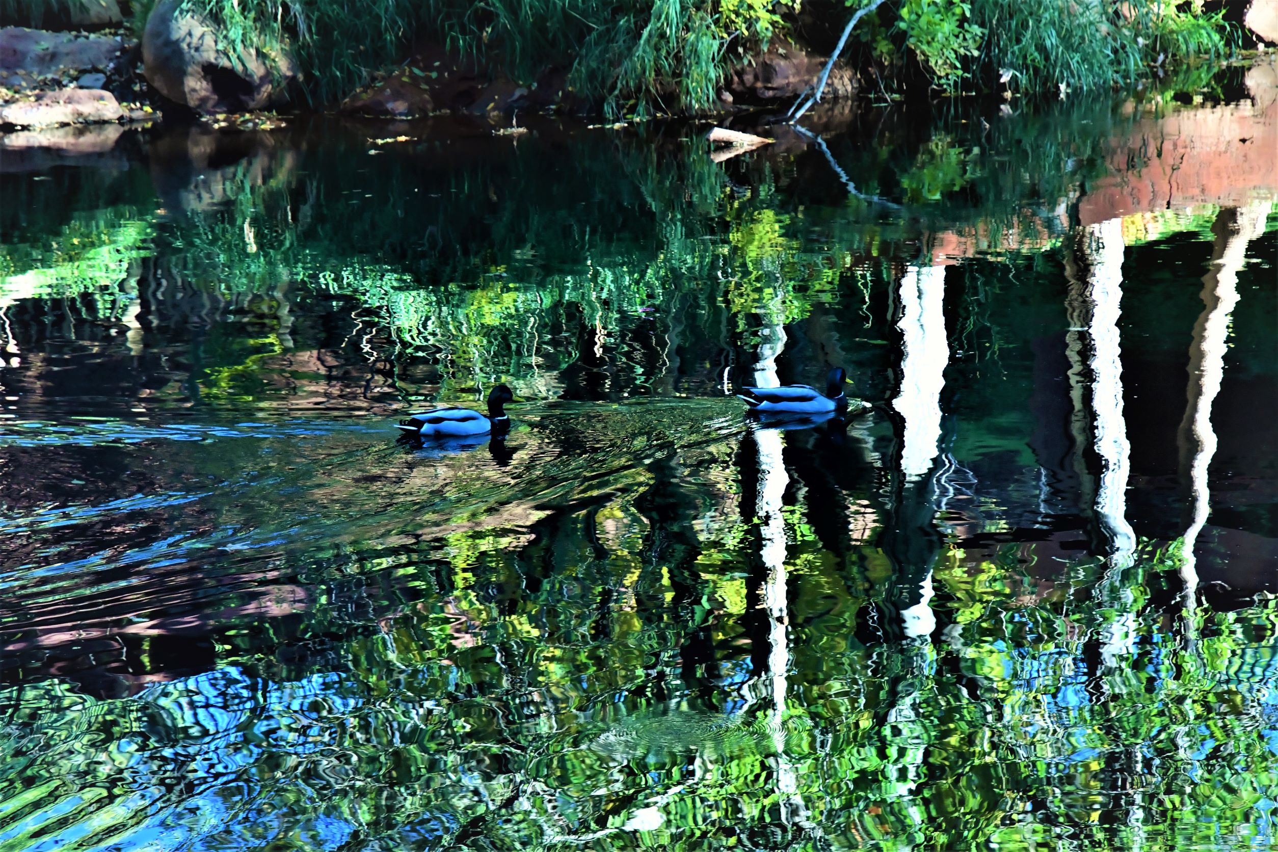 Photo by 'Monet's Oak Creek'  |  2 ducks swimming on Oak Creek in Sedona, AZ