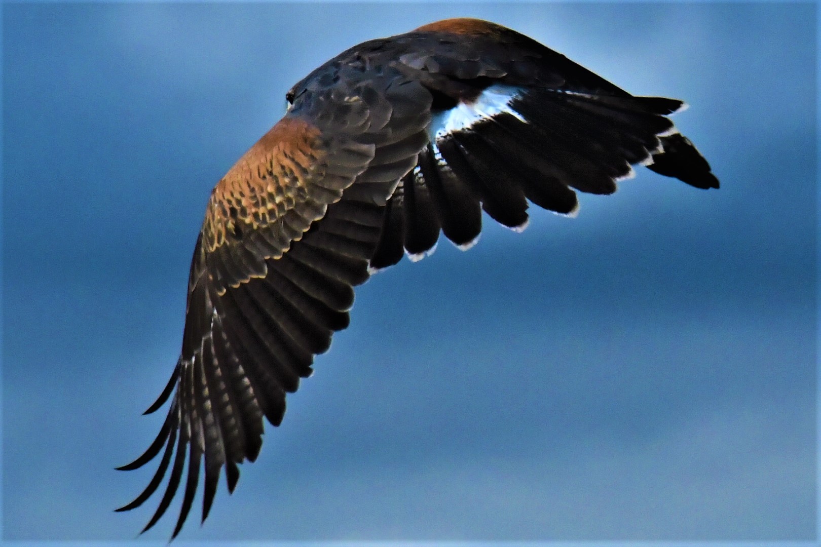 Photo by 'Harris's Hawk aflight'  |  Harris's Hawk flying over the Sonoita grasslands