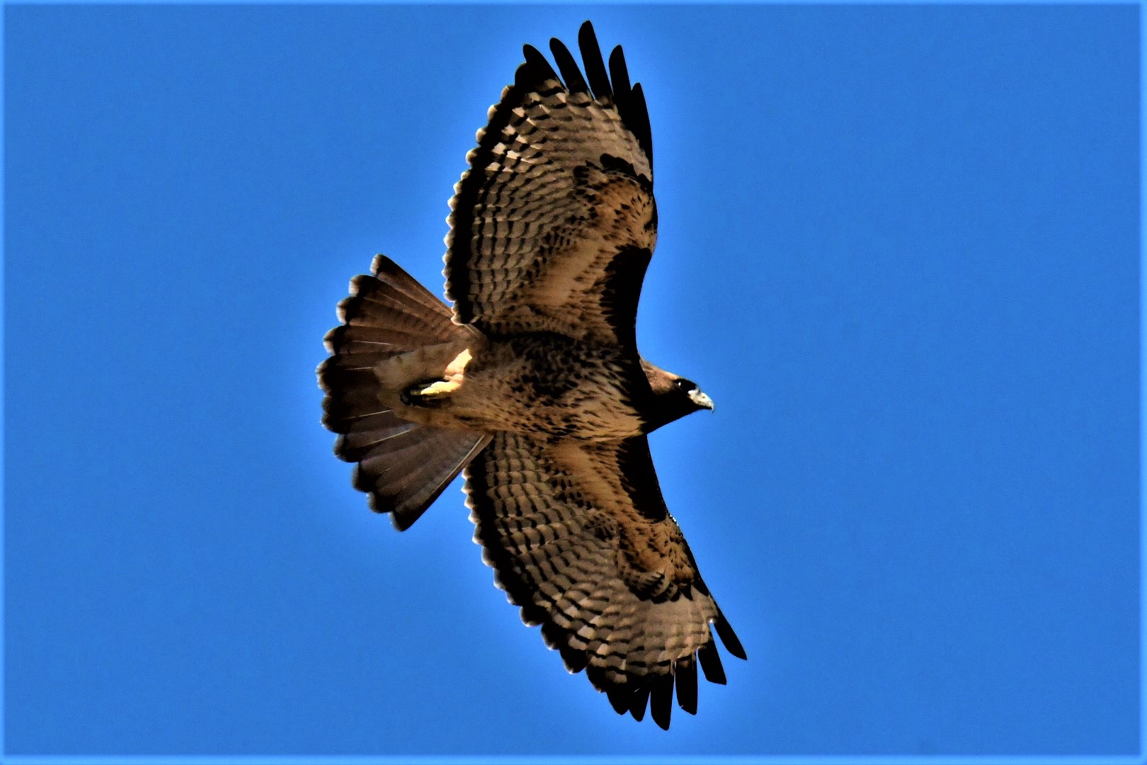Photo by Soaring Red-tailed Hawk   |  Red-tailed Hawk soaring over Cochise County farmlands, AZ