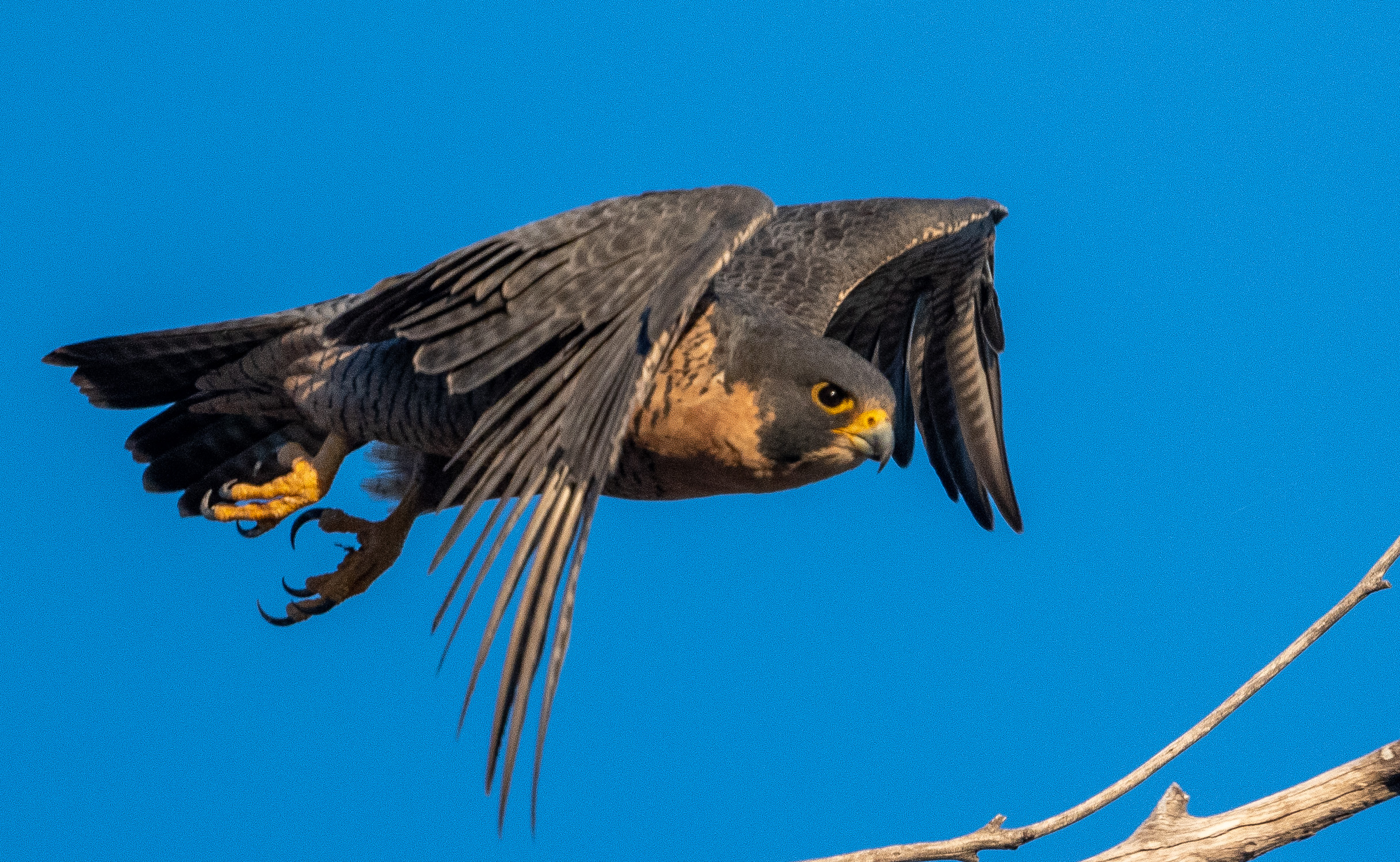 Photo by Douglas Coxon  |  A determined Peregrine Falcon heading for someplace in a hurry.