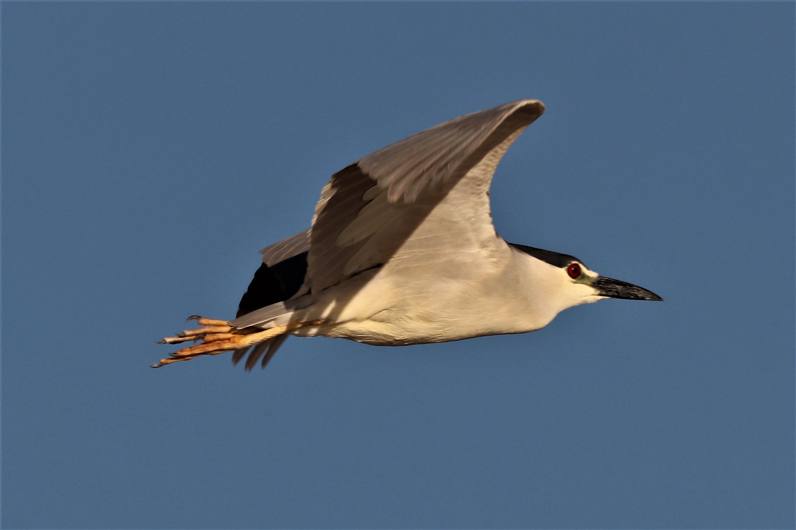 Photo by Buddy Walker  |  Black-crowned Night-Heron:  Flight #2