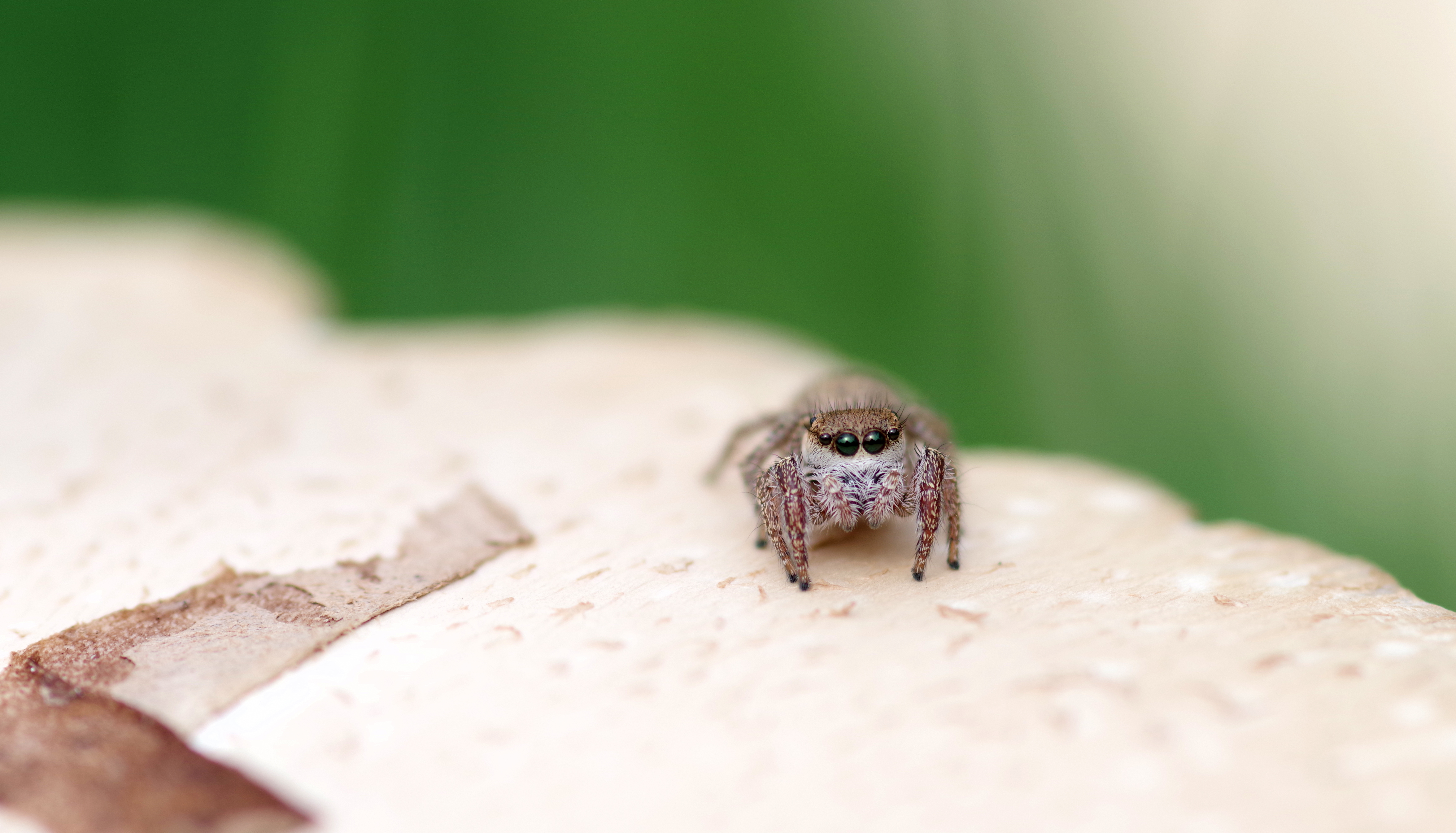 Photo by Merydeth J Myers  |  Jumping spider on mushroom top.