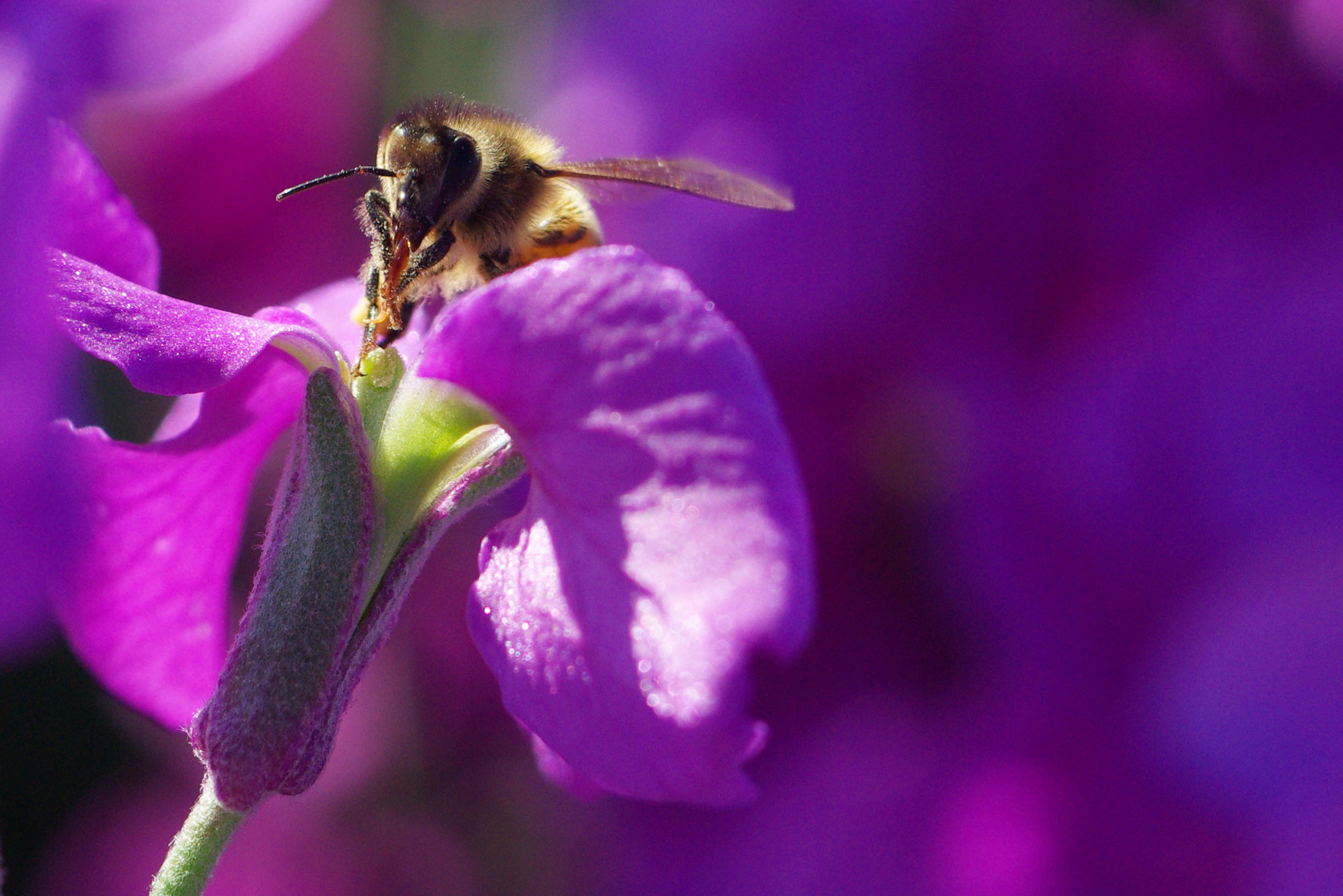 Photo by Merydeth J Myers  |  Bee on a group of purple Stock flowers