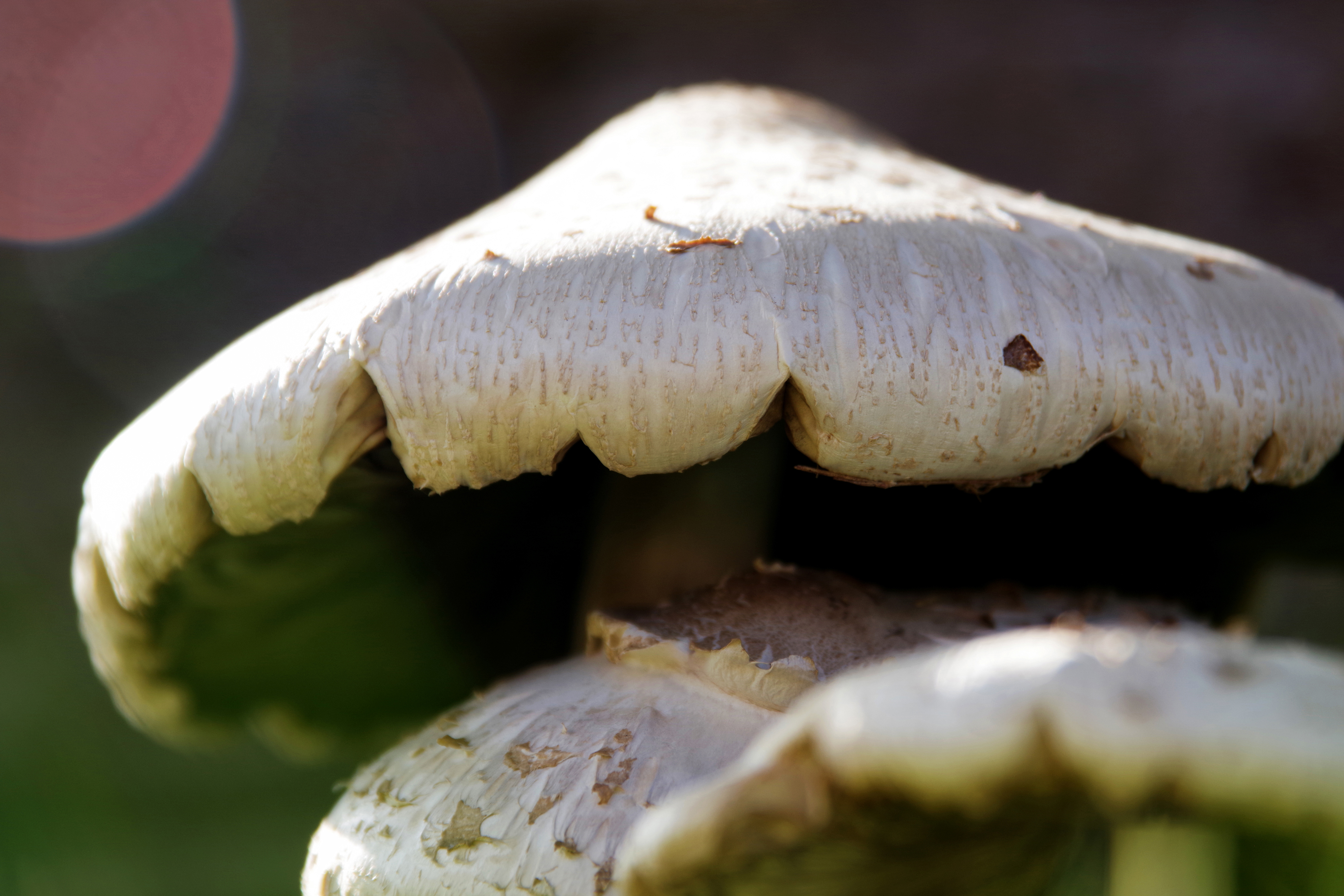 Photo by Merydeth J Myers  |  Chlorophyllum molybdites mushrooms