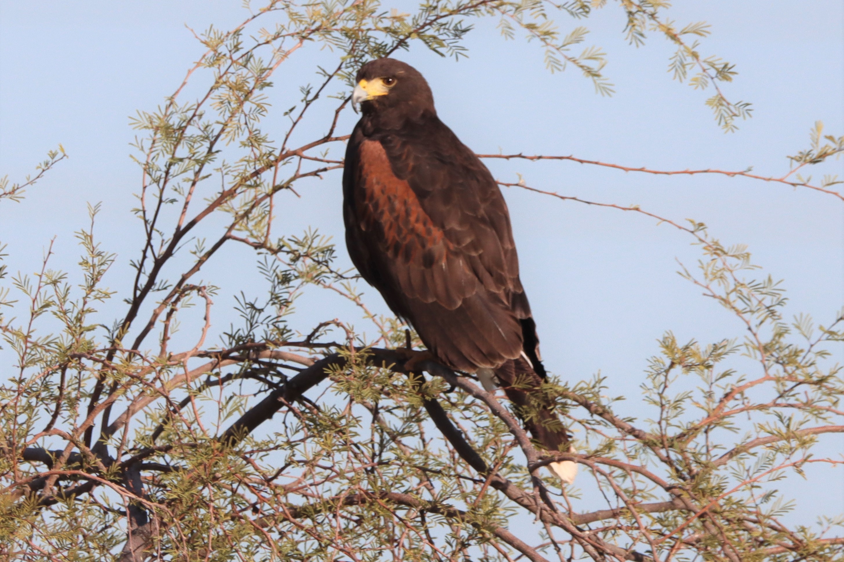 Photo by Buddy Walker  |  Harris's Hawk relaxing and  carefully looking over territory