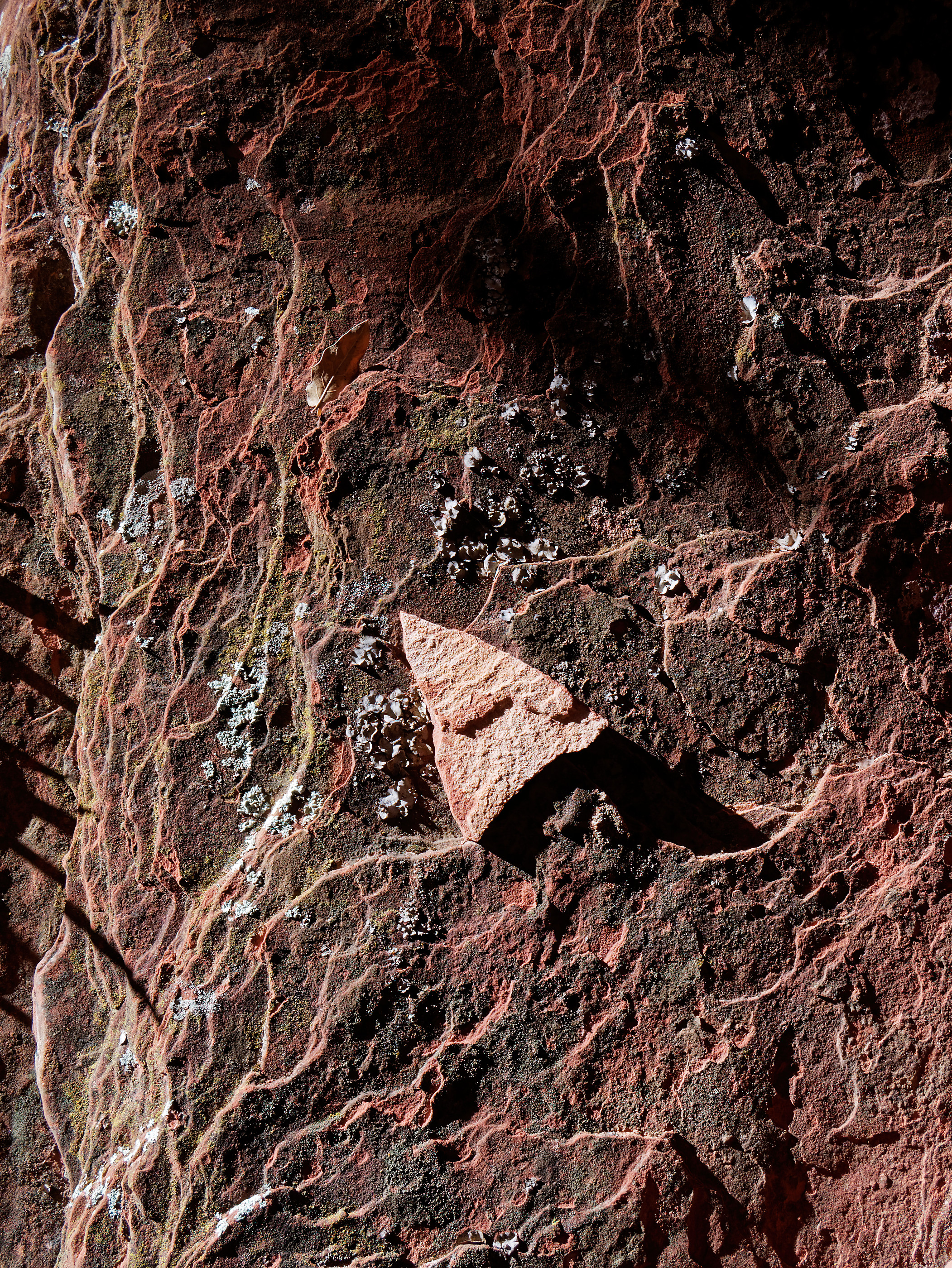 Photo by Stephen Kalinowski  |  Surface of a rock found in Palatki Heritage Site