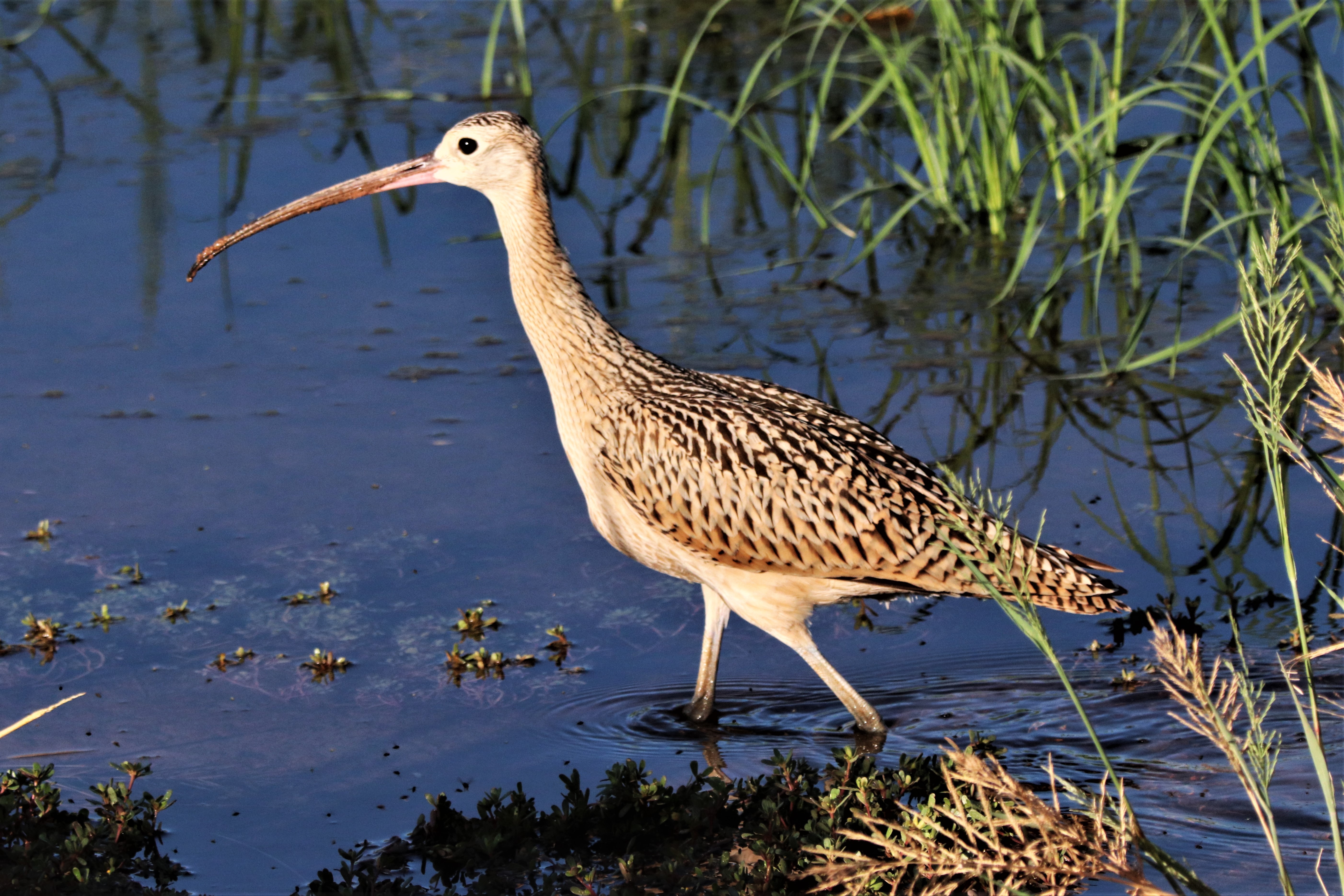Photo by Buddy Walker  |  Long-billed Curlew exploring the waters edge for early morning breakfast