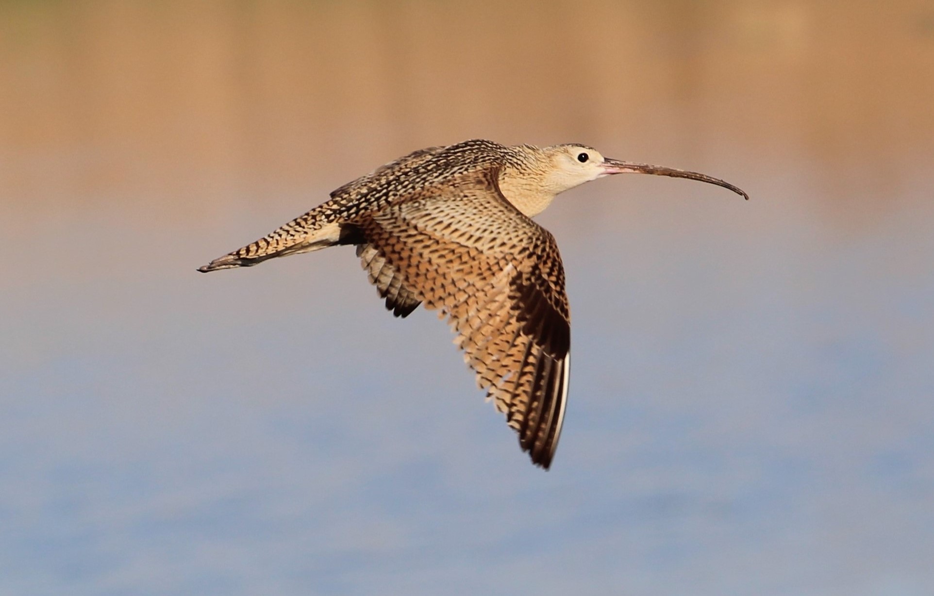 Photo by Buddy Walker  |  Long-billed Curlew in flight to new Hunting location