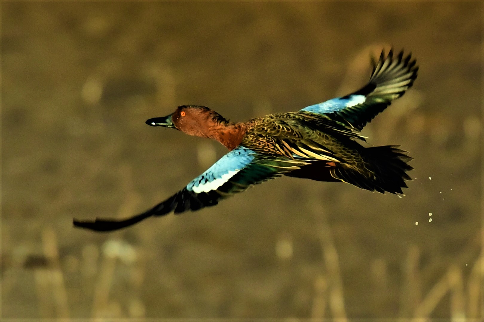 Photo by Jerry Bromiel  |  Duck taking flight at Whitewater Draw, Cochise County, AZ

Title:  'Droplets'