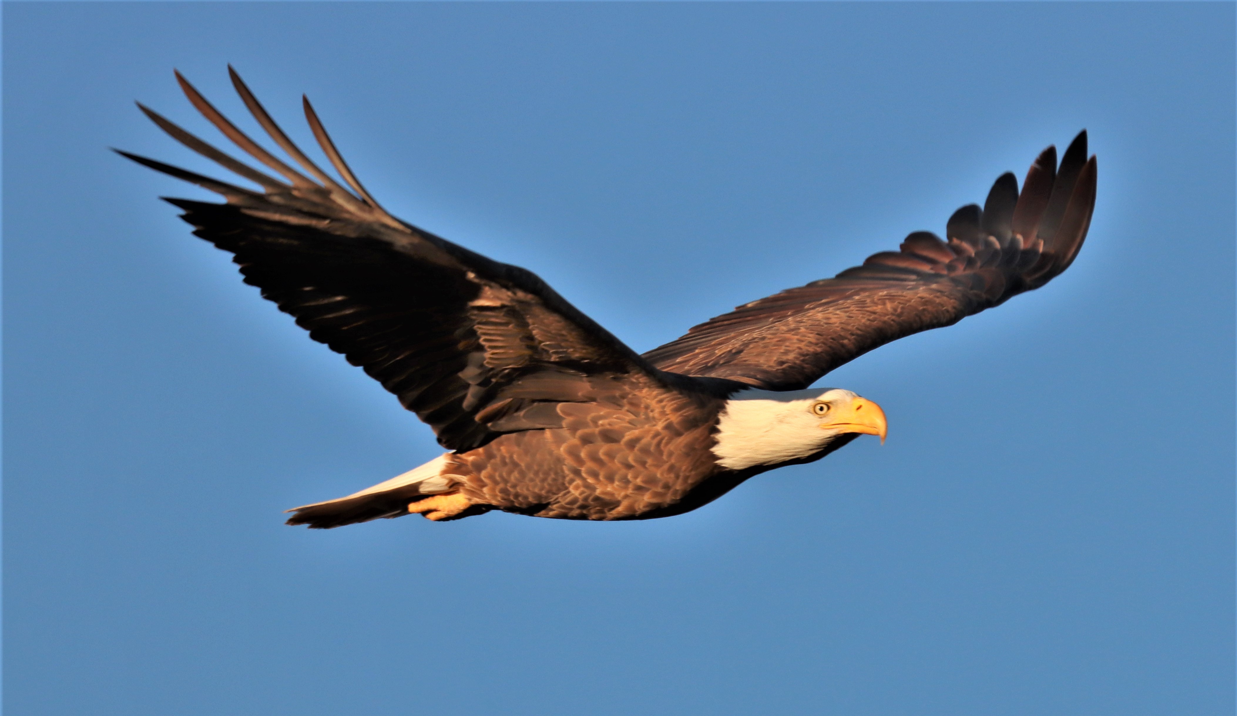 Photo by Buddy Walker  |  Bald Eagle flying free "Early Morning Sun Rays"