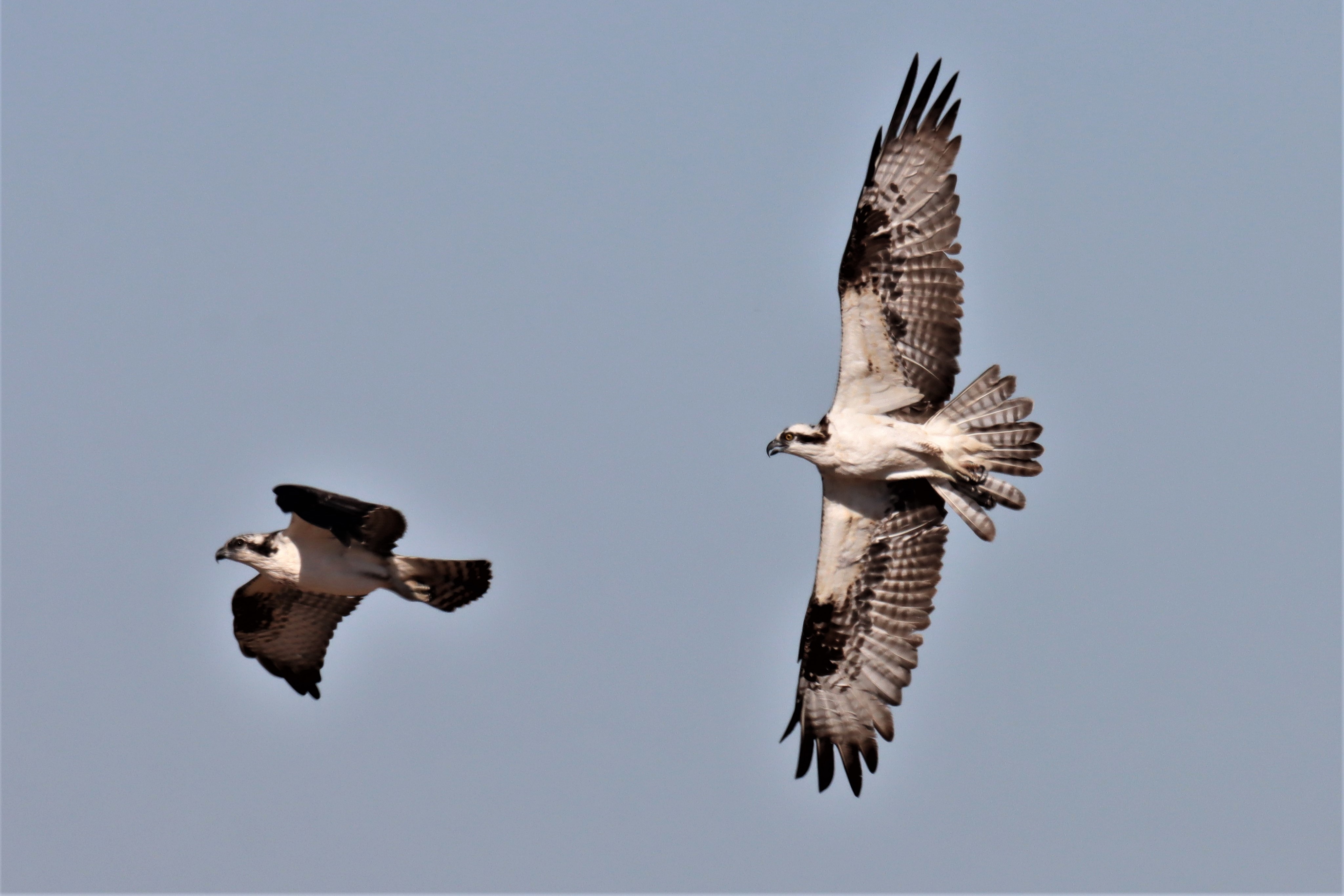 Photo by Buddy Walker  |   "Osprey's In Flight": competing for fishing site
