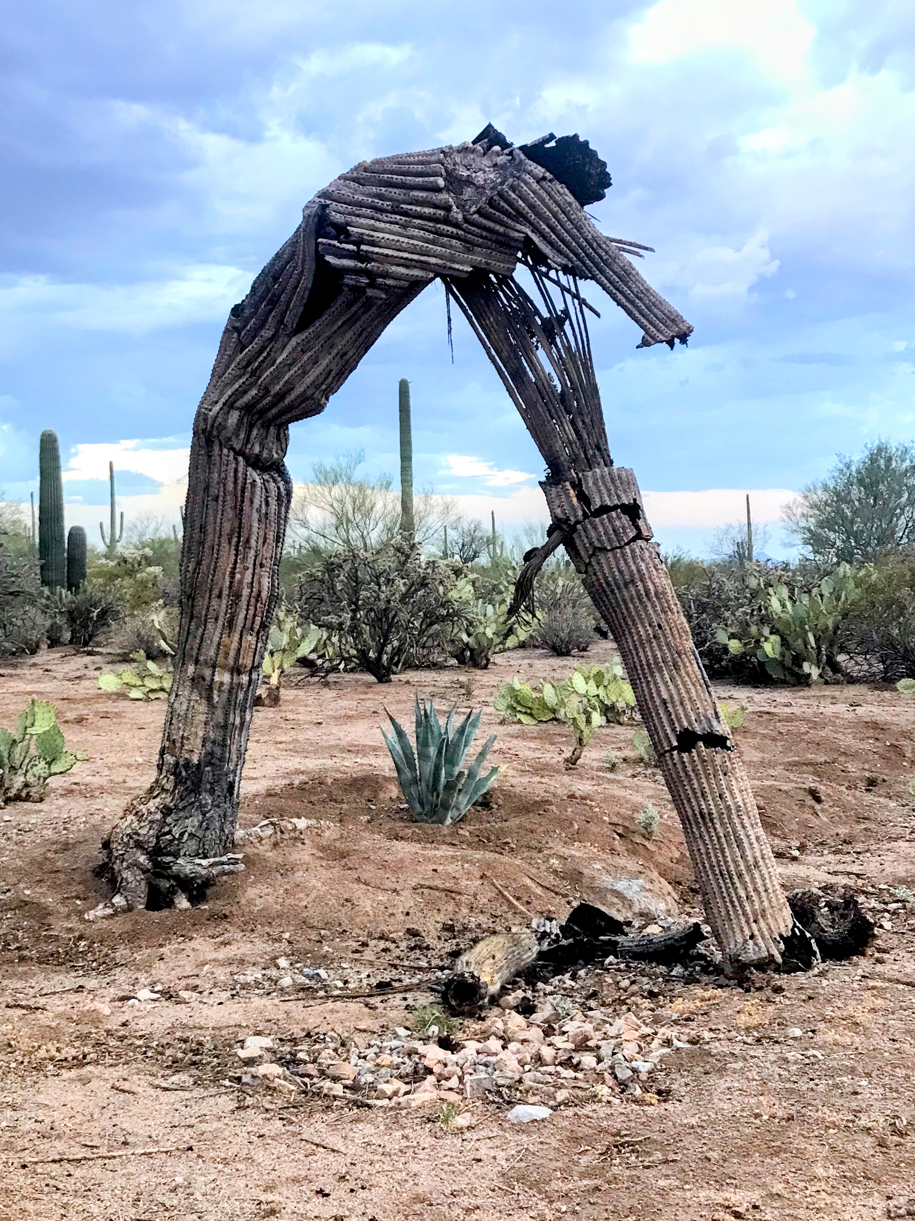 Photo by Jodi Nunez  |  A dying saguaro just outside the Saguaro National State Park West as as other giant  saguaros stand nearby. 