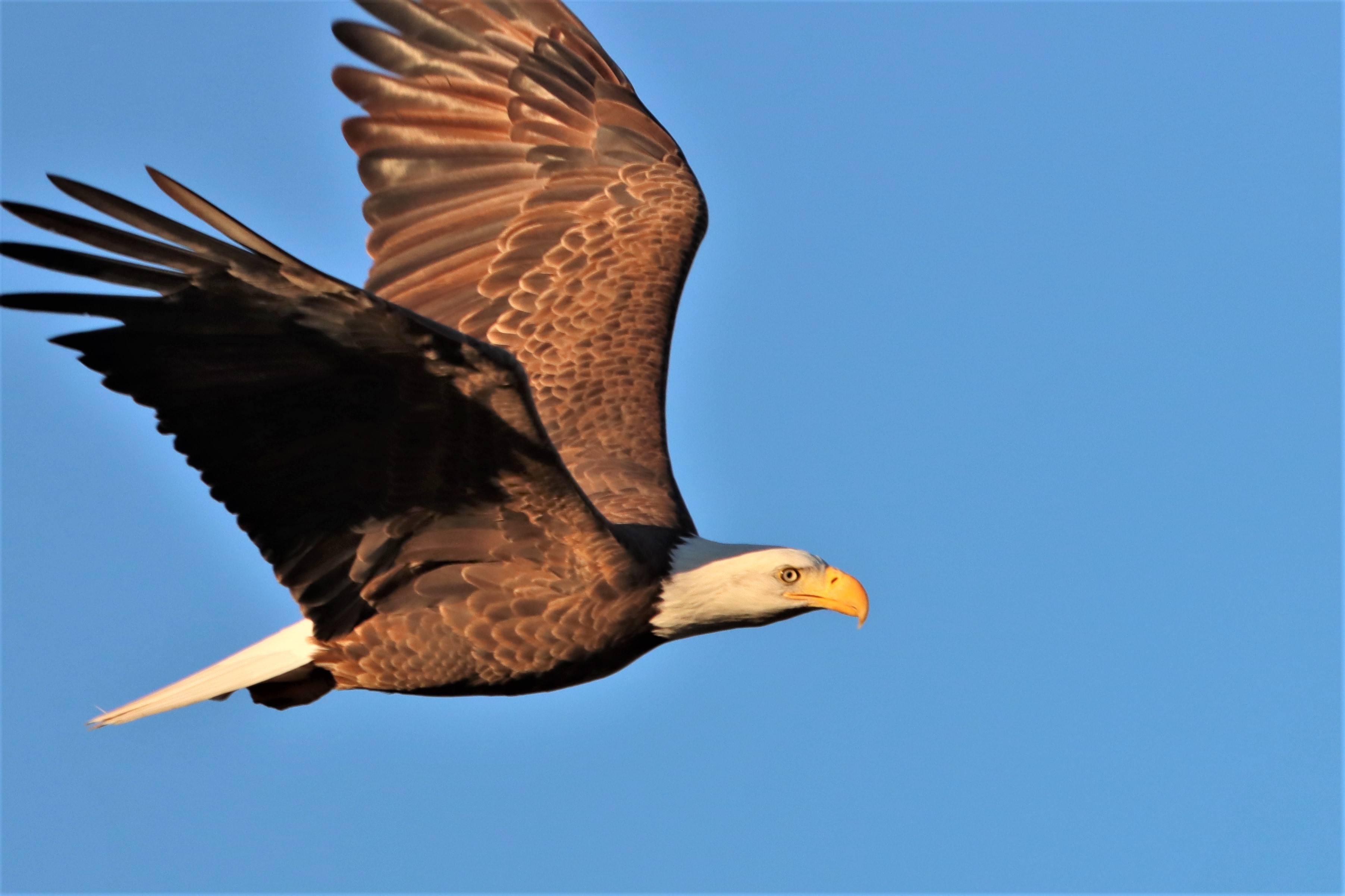 Photo by Buddy Walker  |  Bald Eagle in flight "Early  Morning Sun Rays"