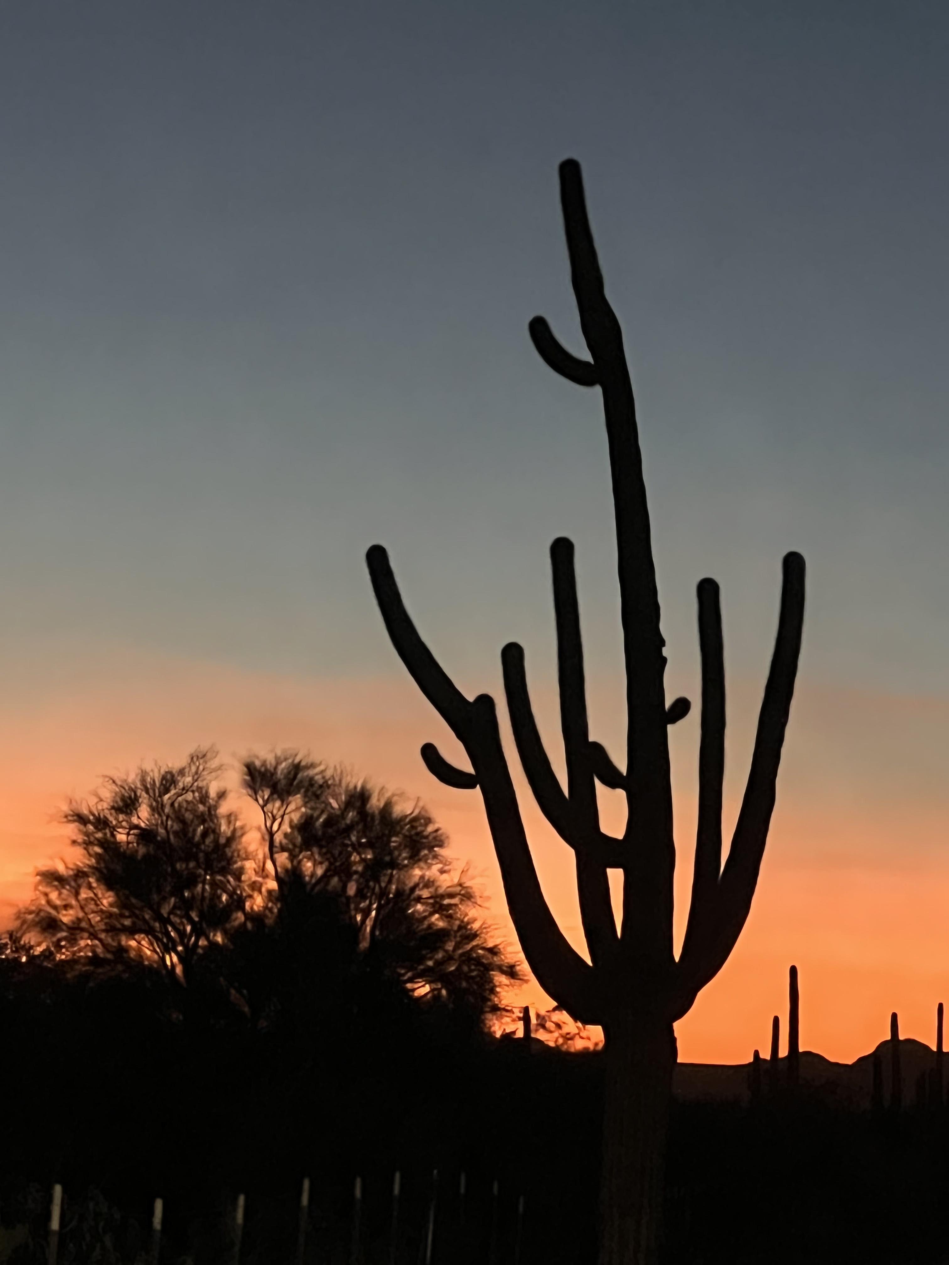 Photo by Jodi Nunez  |  Giant saguaro that grows on my land outside Saguaro National Park West with the sun setting in the West.