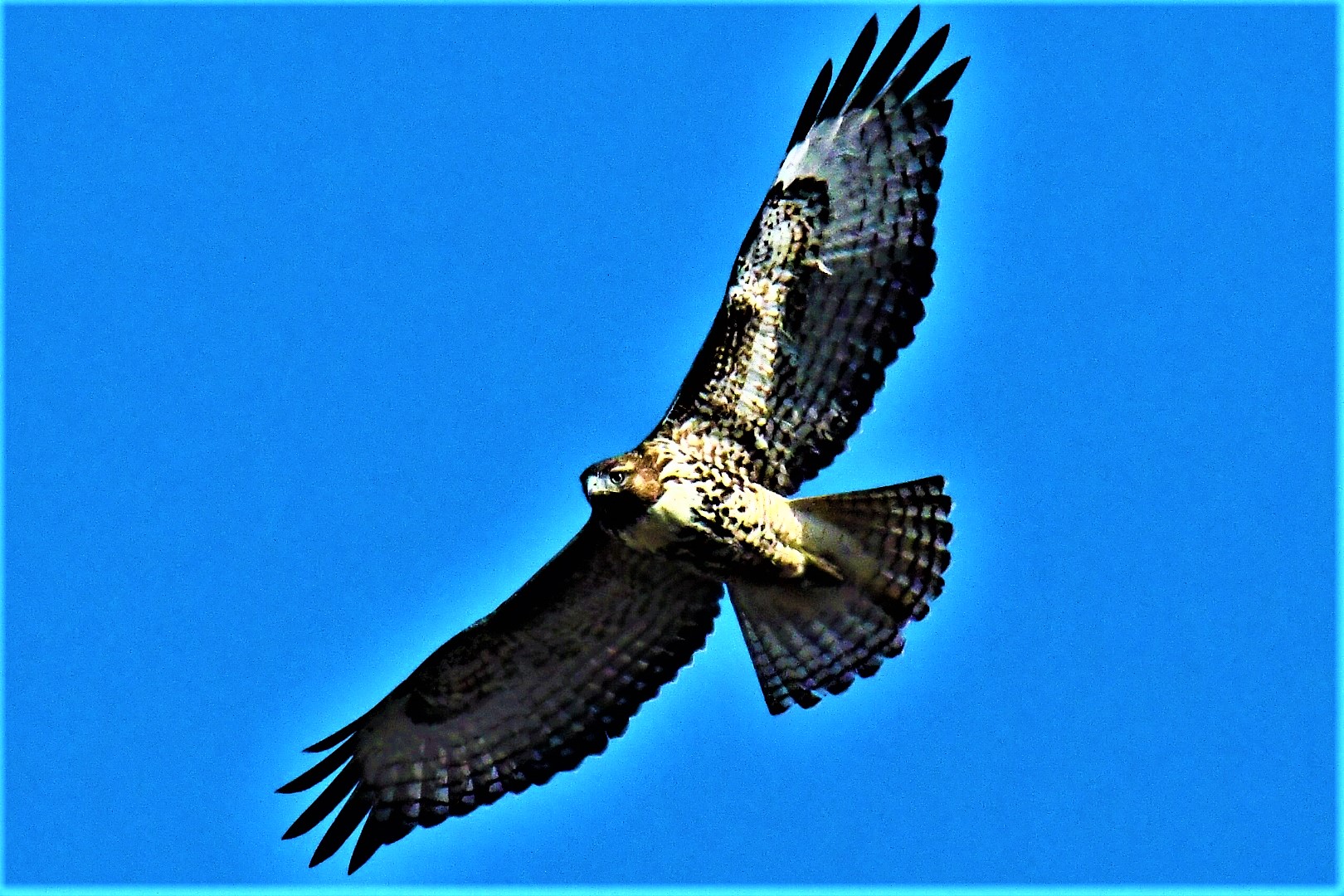 Photo by Jerry Bromiel  |  Cooper's Hawk soaring over grasslands in Sonoita, AZ