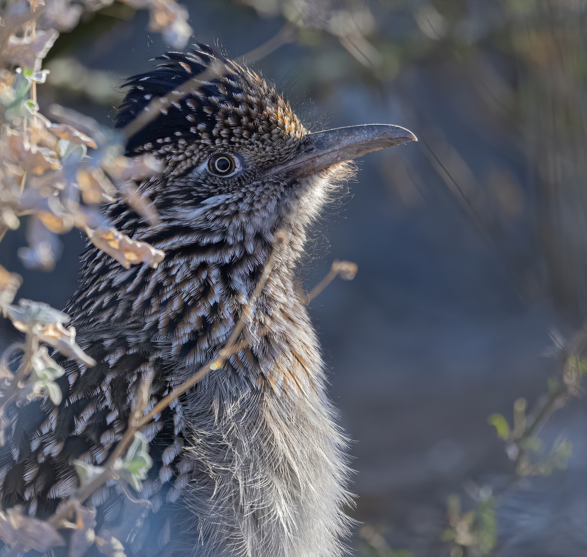 Photo by Randy Vuletich  |  Roadrunner prowling the brush for lizards