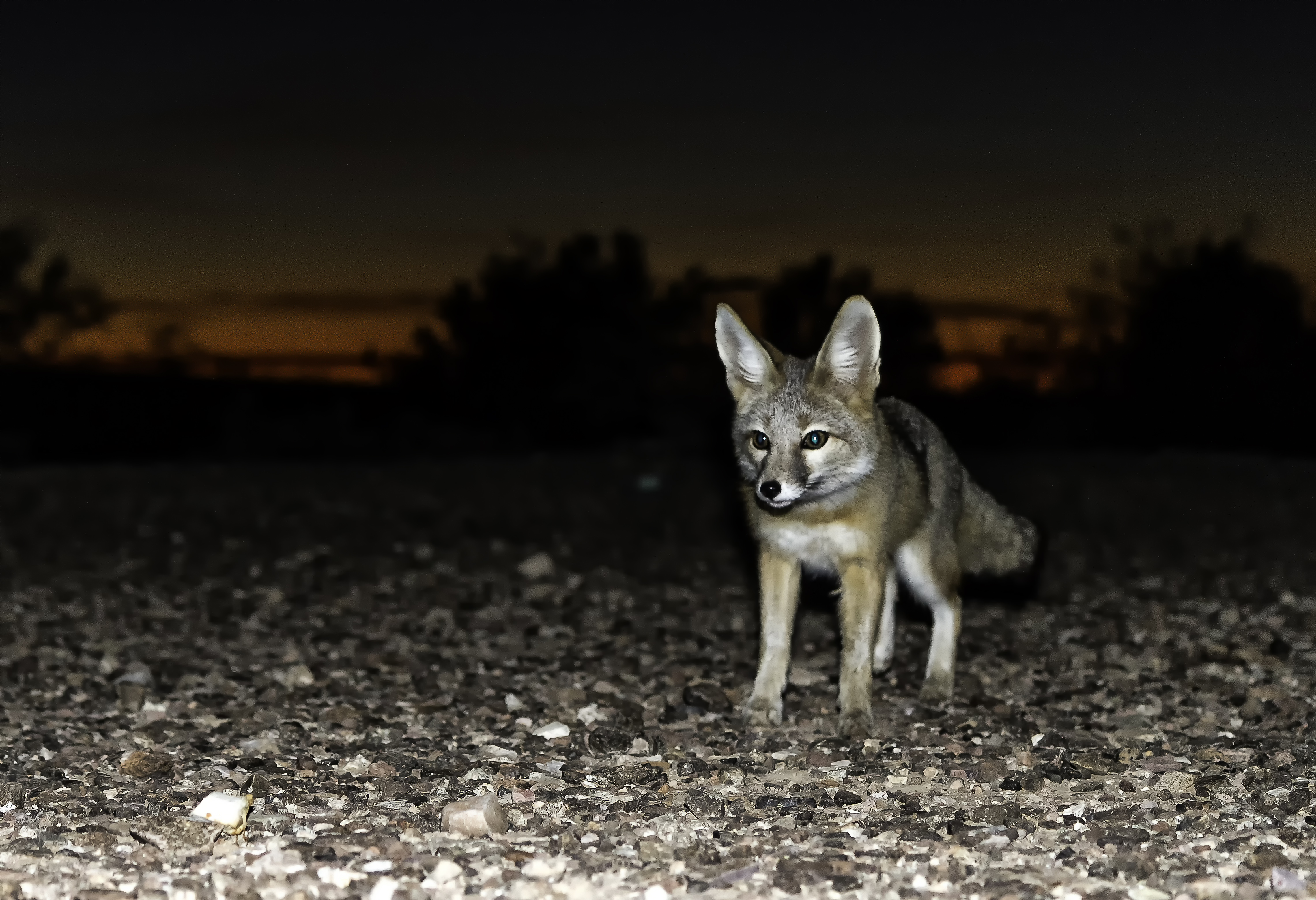 Photo by Bruce C Turnbull  |  Kit Fox on Patrol at Sunset